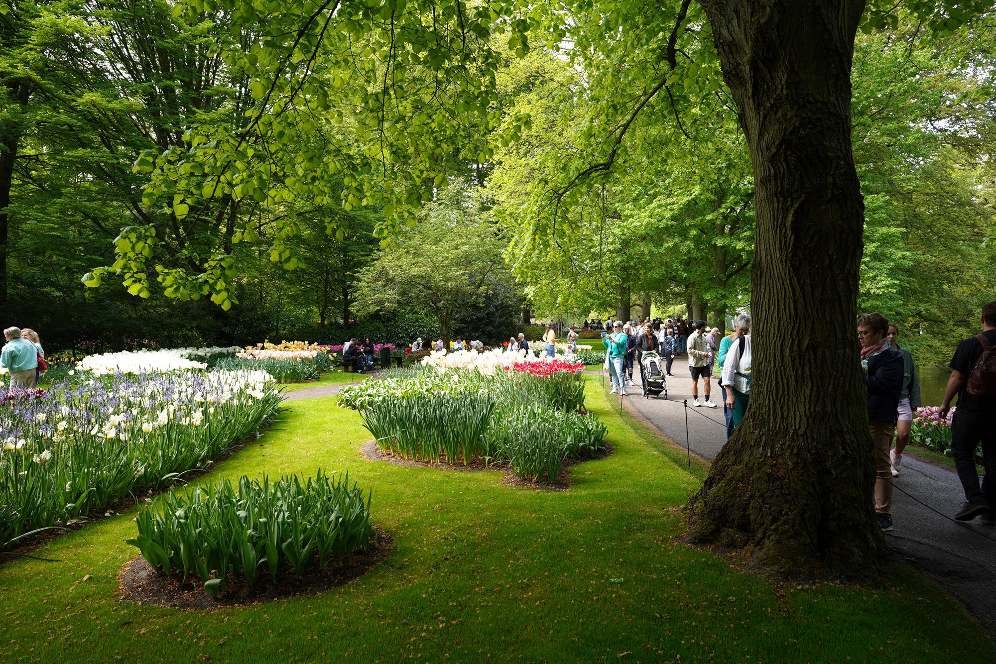 Tulip Garden I (68)
