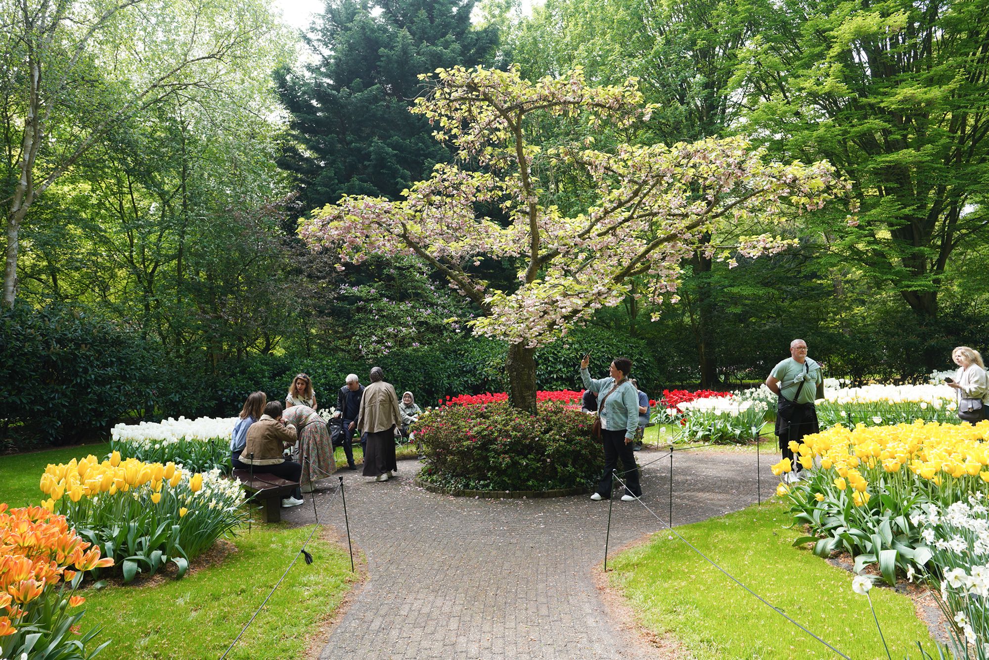Tulip Garden I (69)