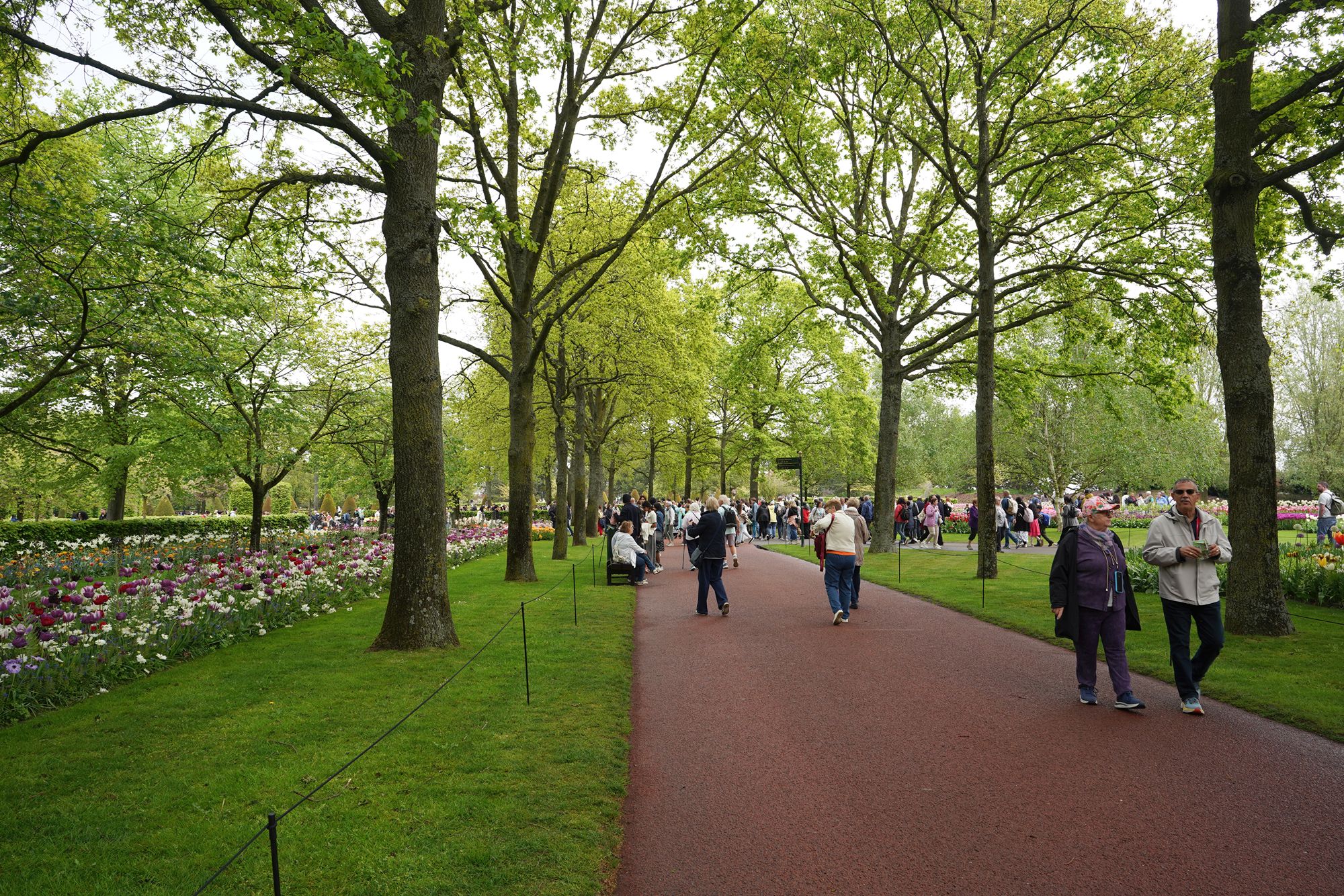 Tulip Garden I (7)