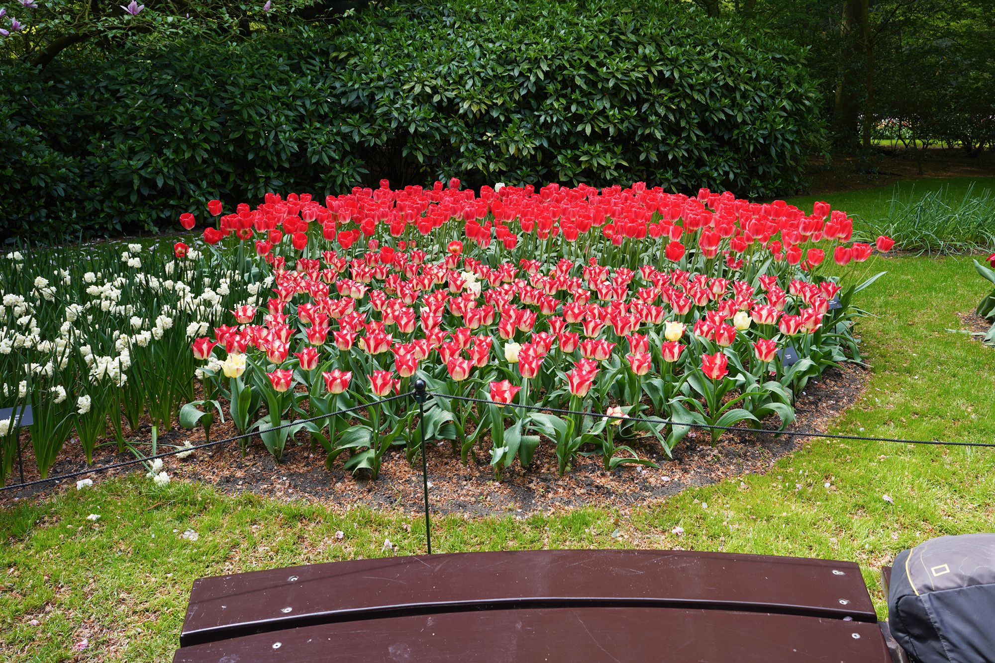 Tulip Garden I (70)