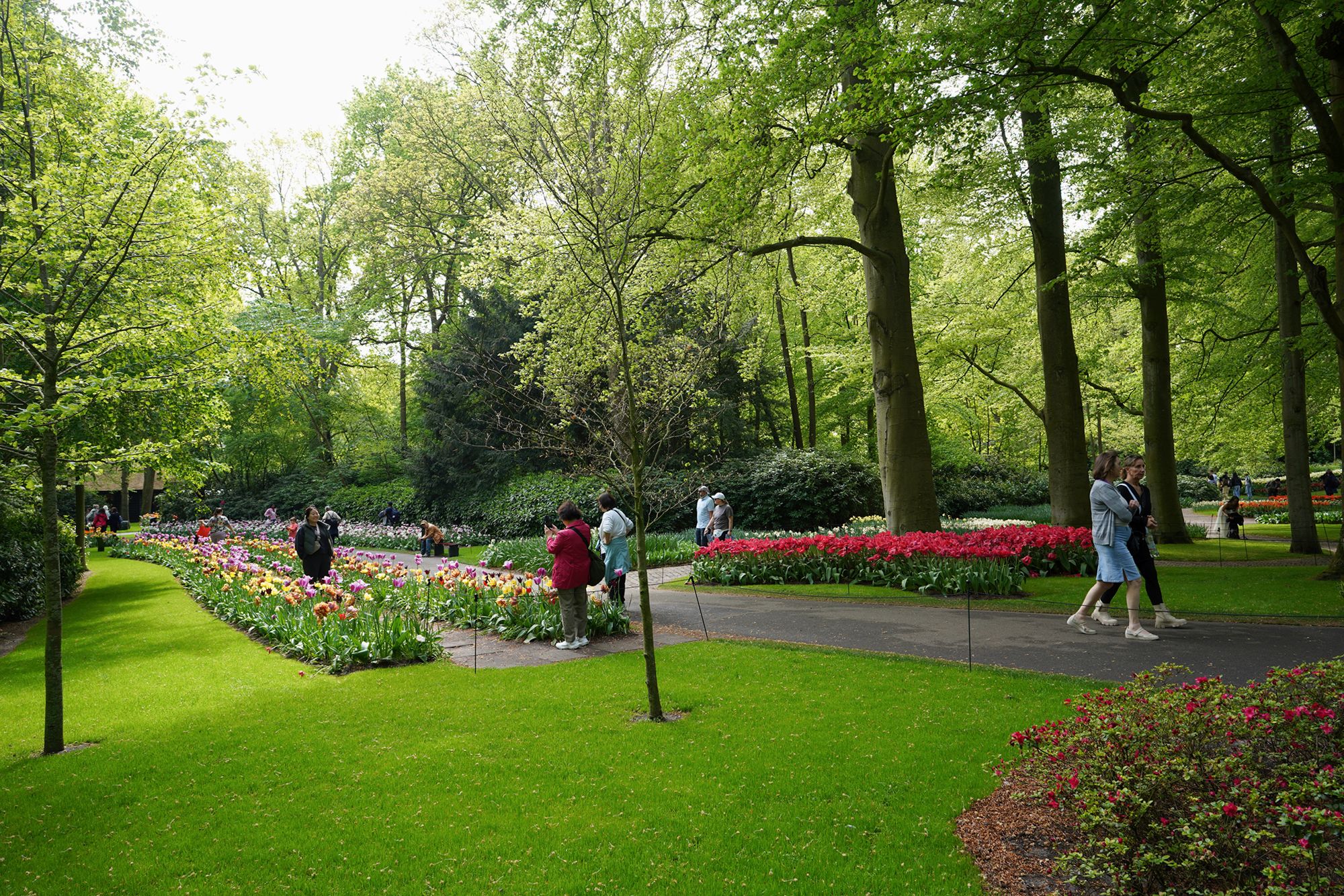 Tulip Garden I (71)
