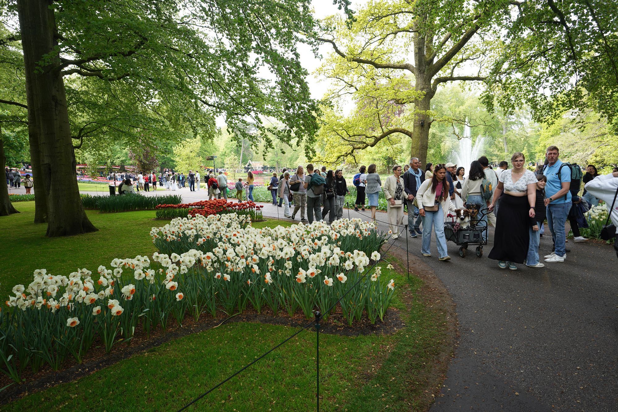 Tulip Garden I (73)