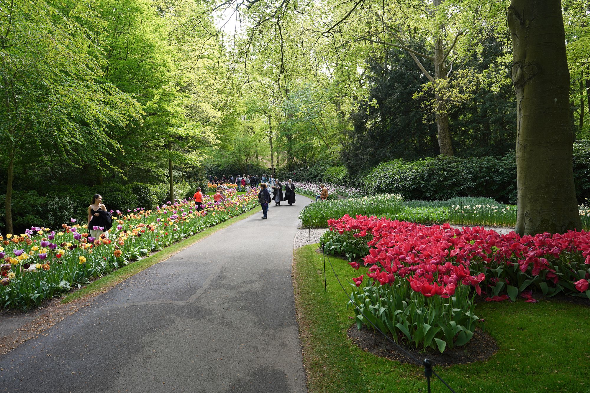 Tulip Garden I (74)