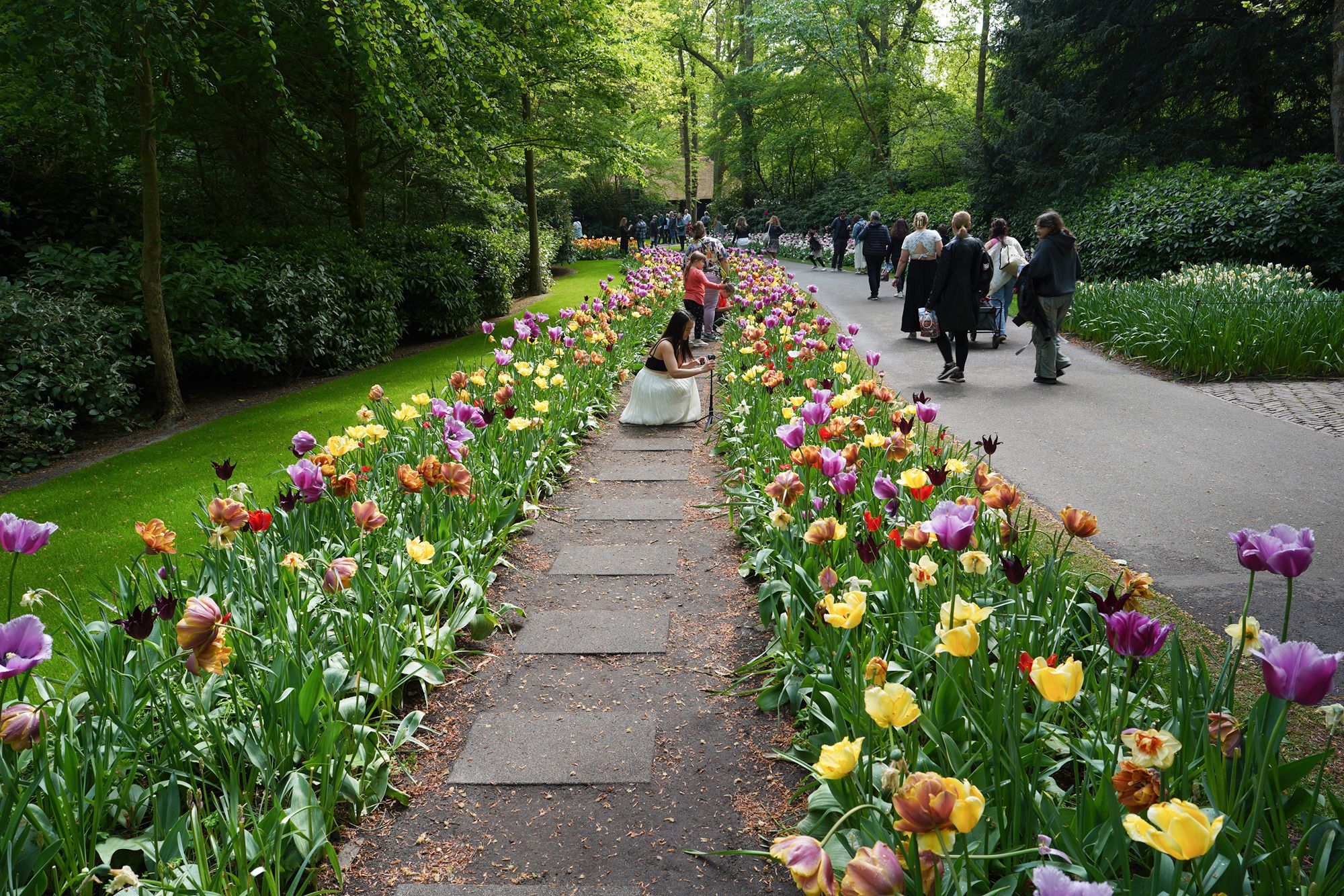 Tulip Garden I (75)