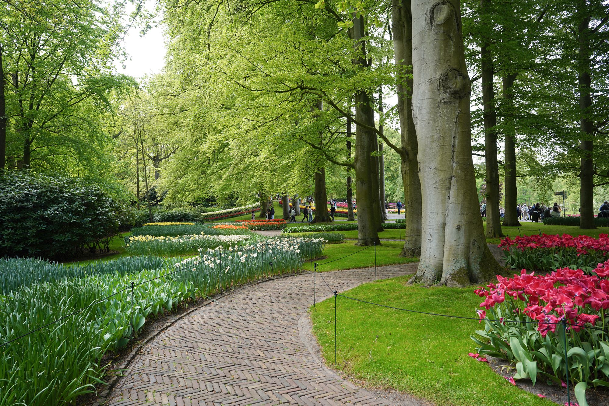 Tulip Garden I (76)