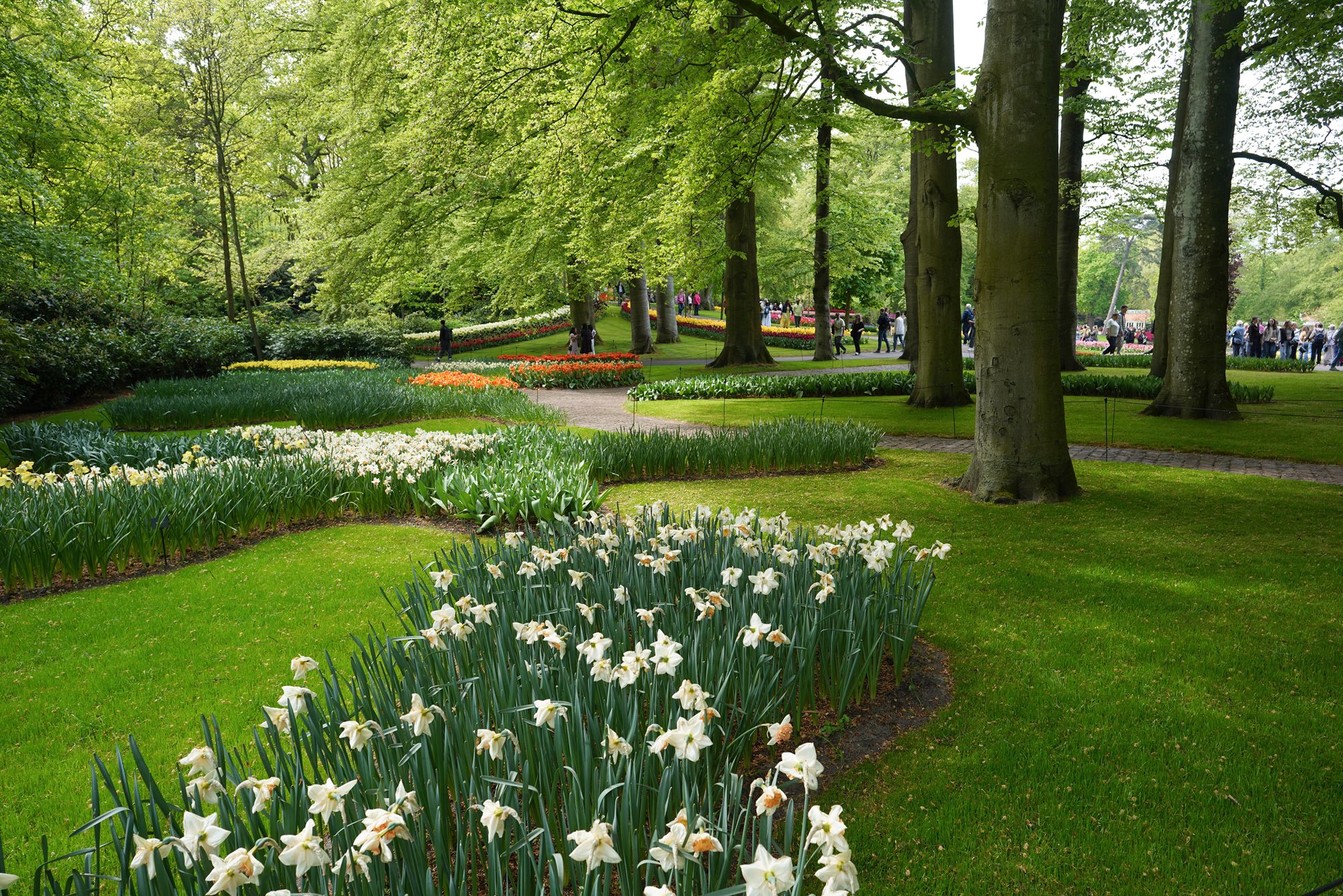 Tulip Garden I (77)