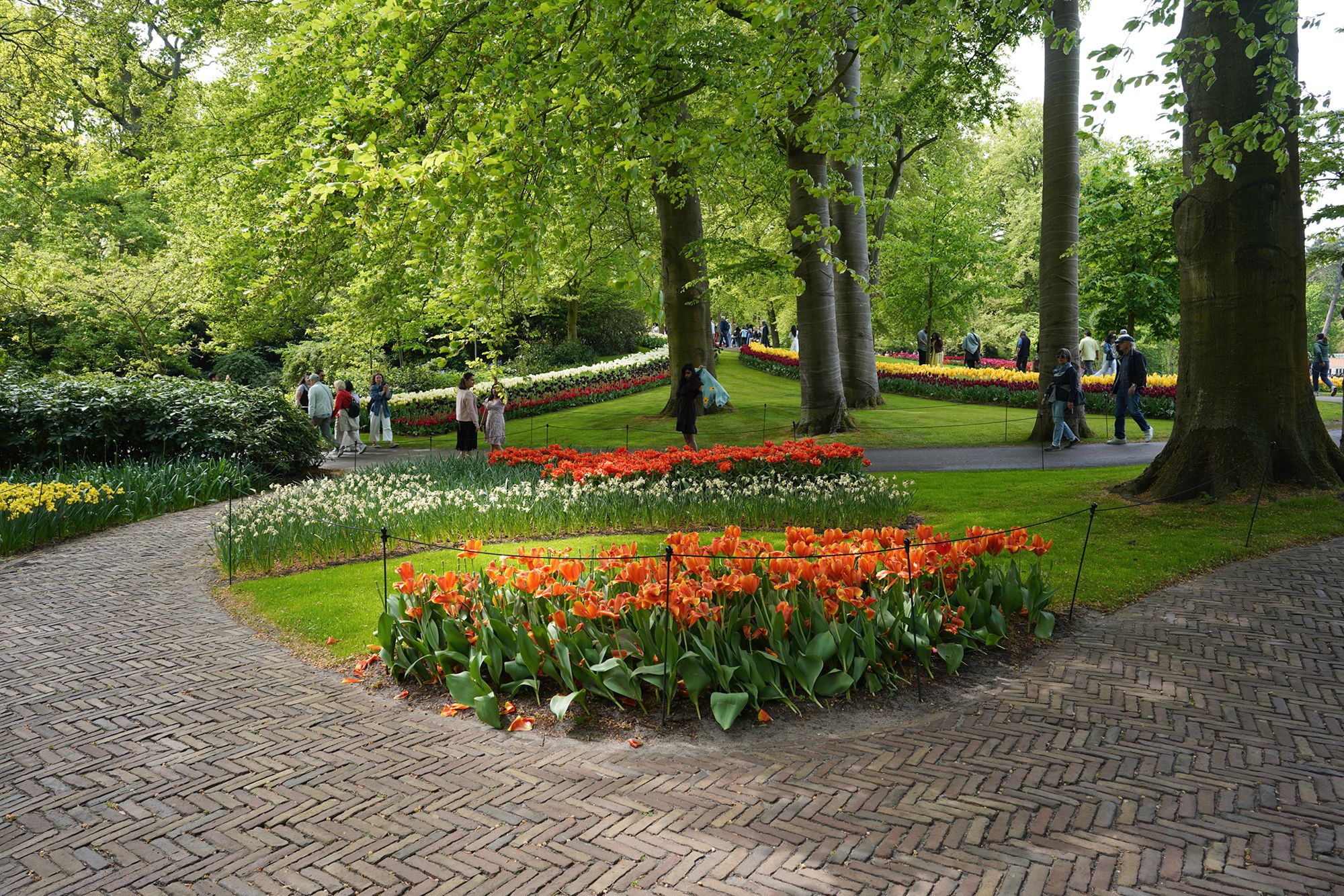 Tulip Garden I (78)
