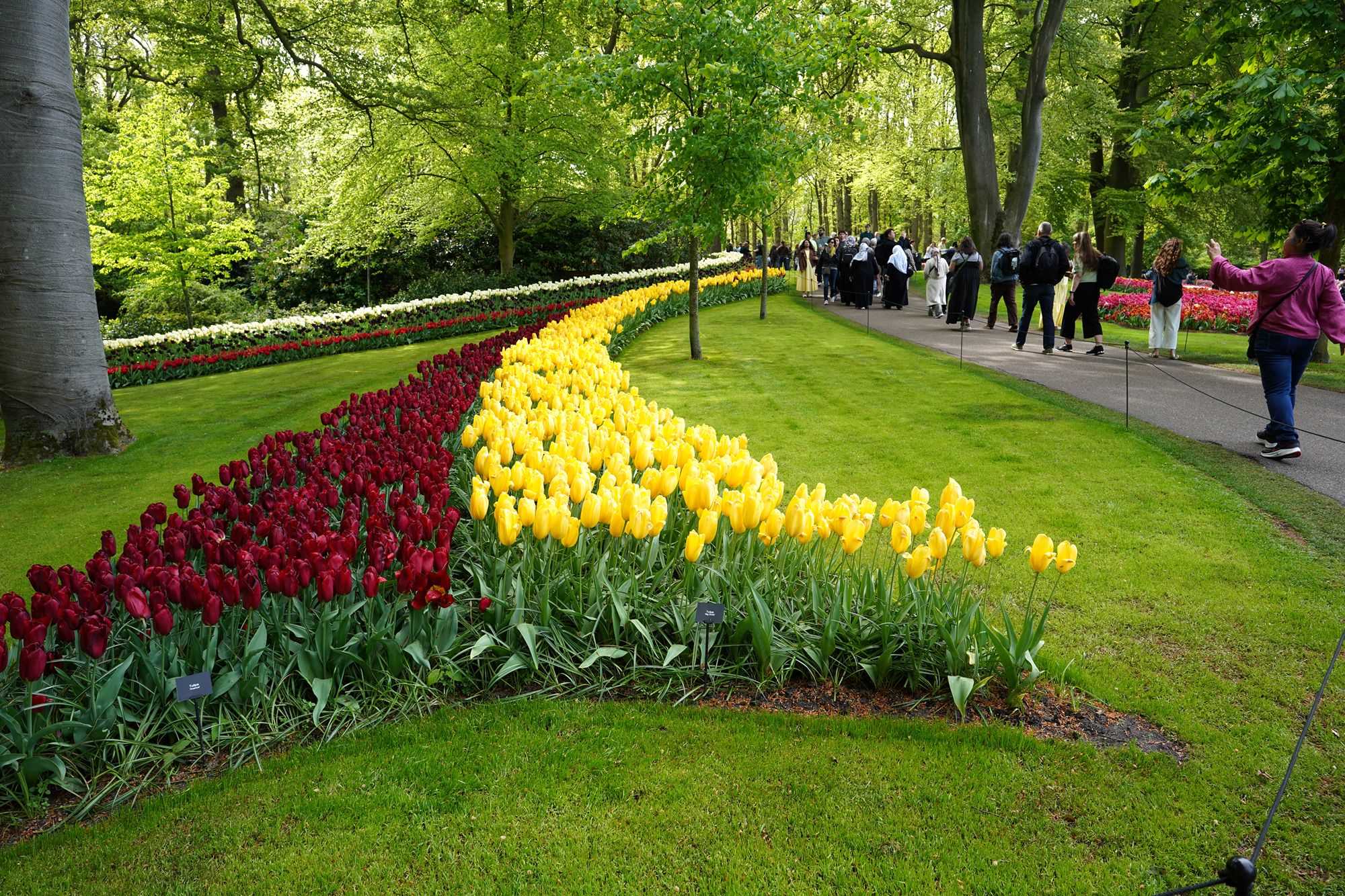 Tulip Garden I (79)
