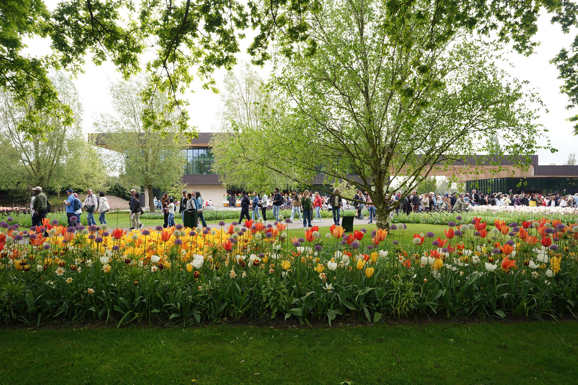Tulip Garden I (8)