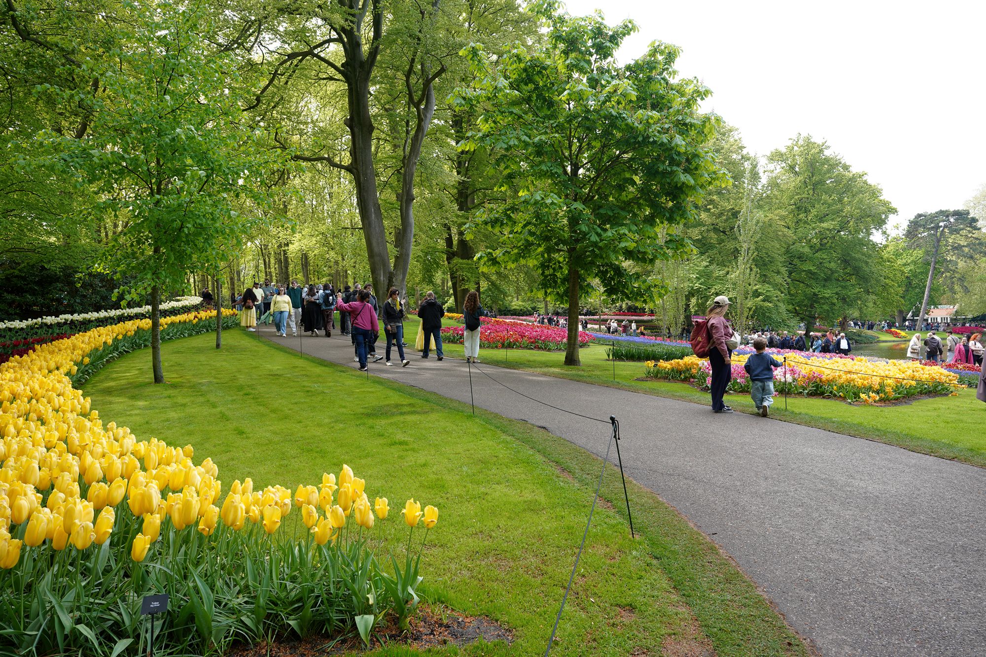 Tulip Garden I (80)