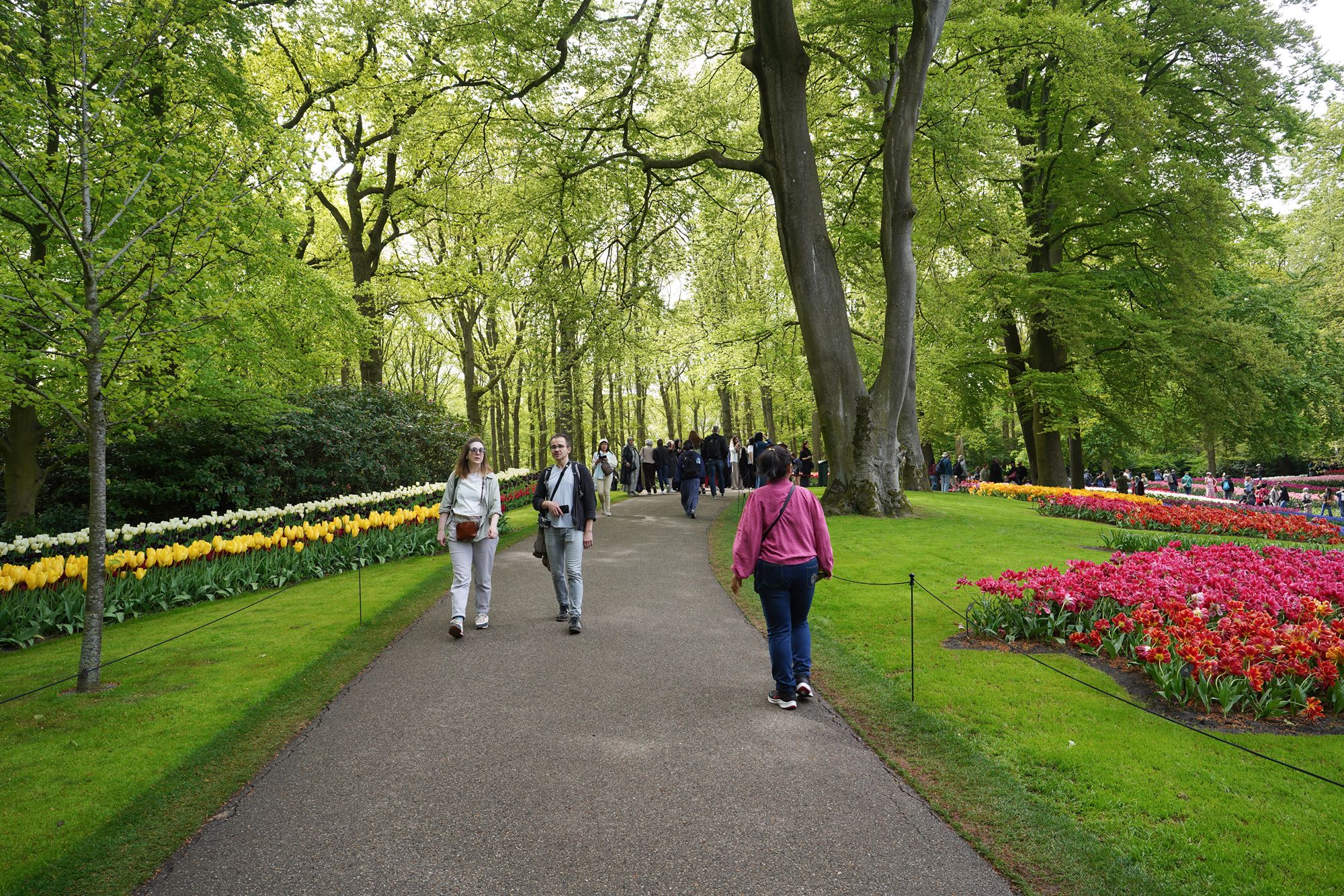Tulip Garden I (82)