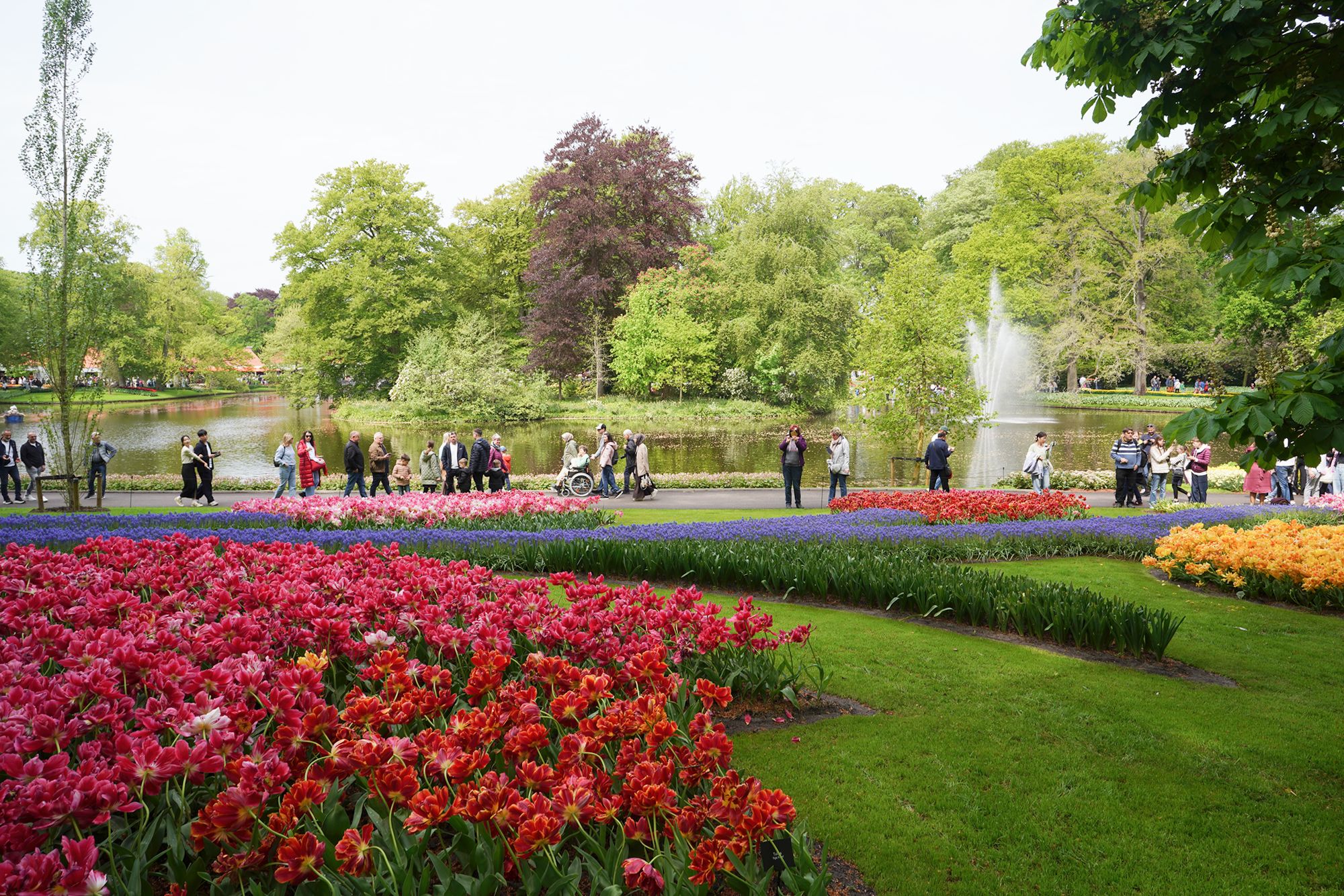 Tulip Garden I (84)