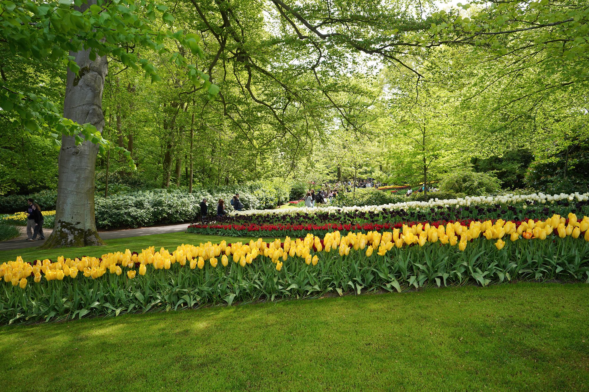 Tulip Garden I (86)