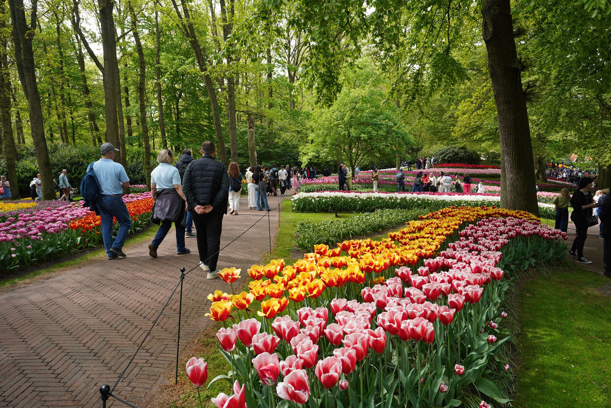 Tulip Garden I (87)