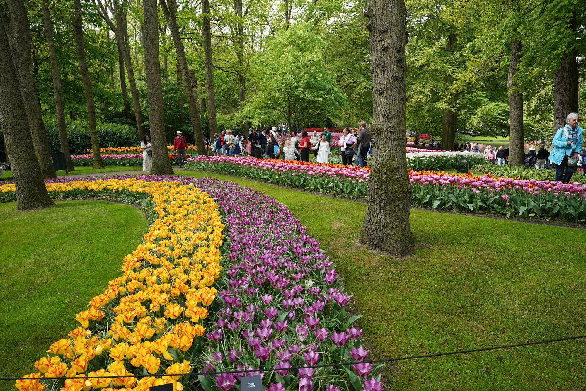 Tulip Garden I (88)