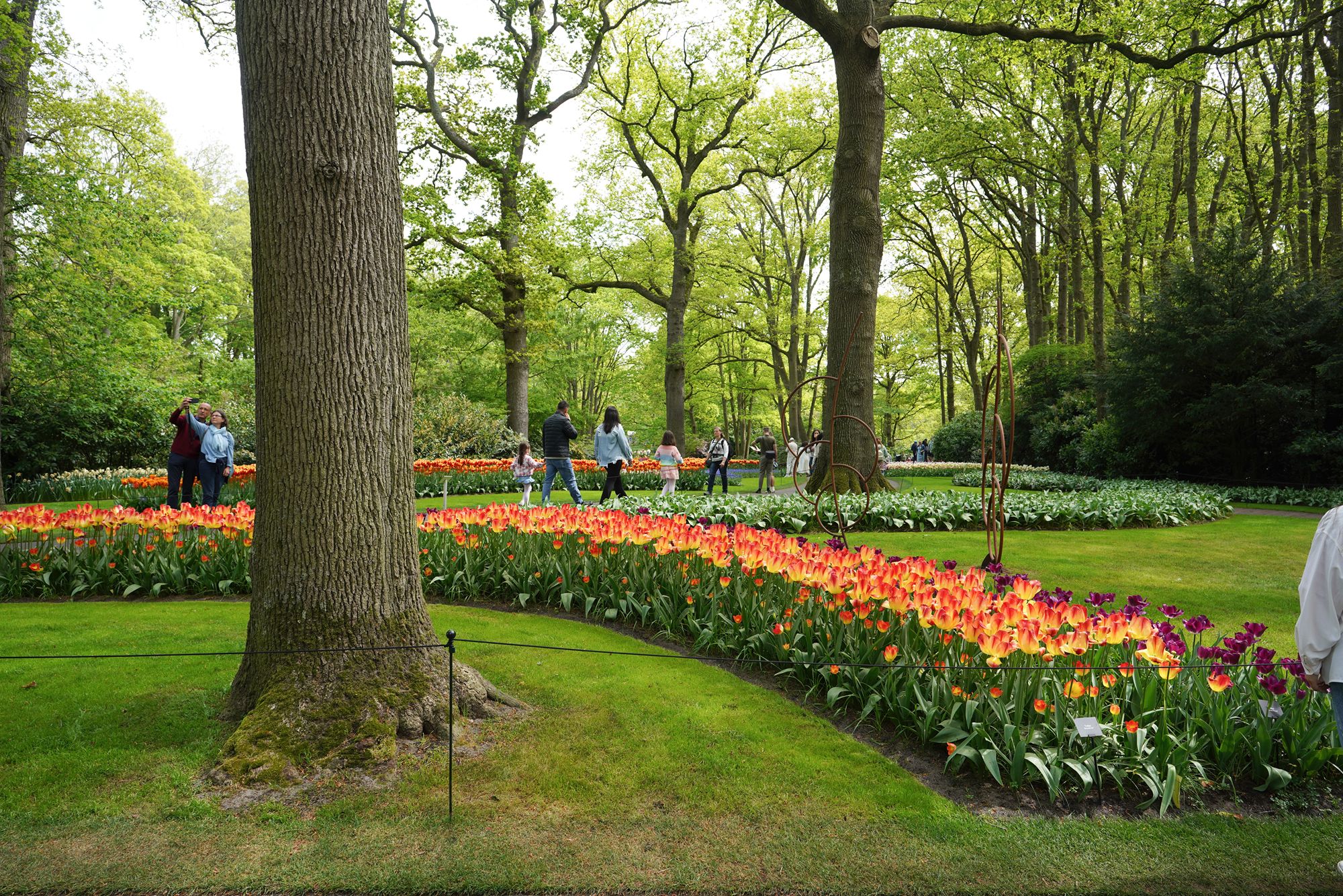 Tulip Garden I (89)