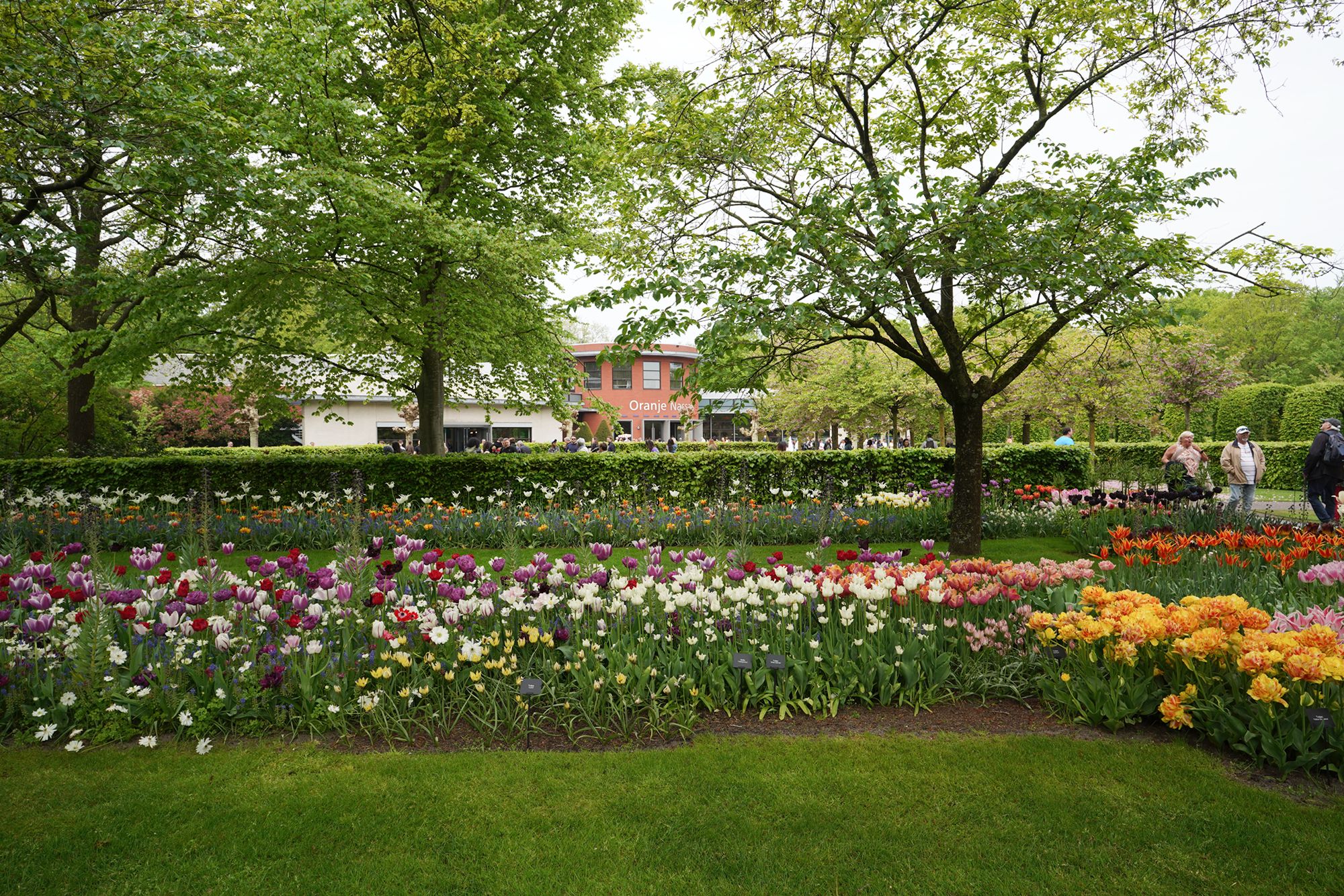 Tulip Garden I (9)
