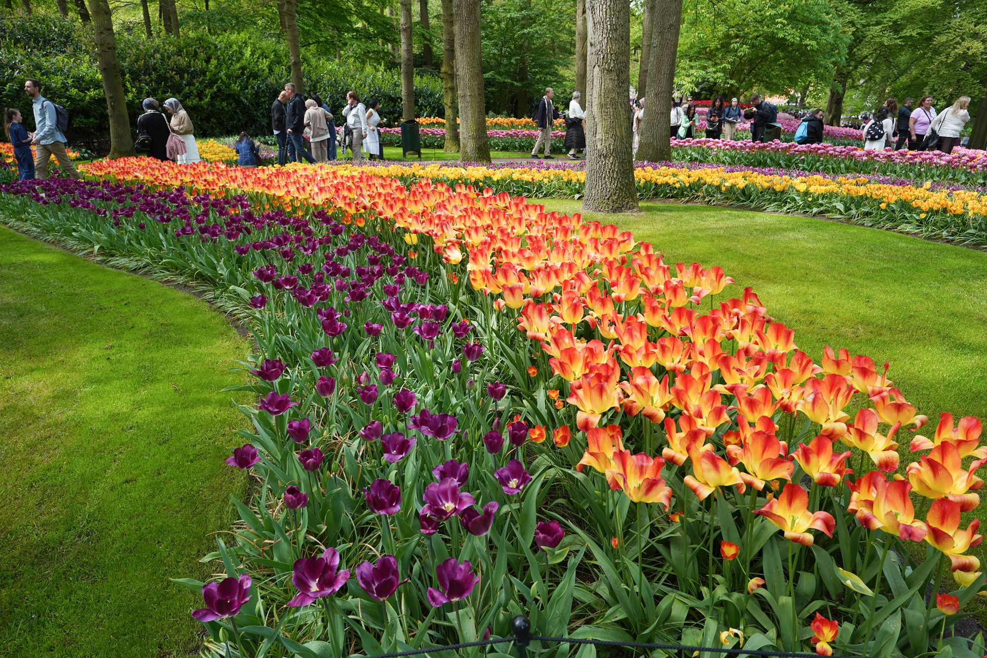 Tulip Garden I (90)