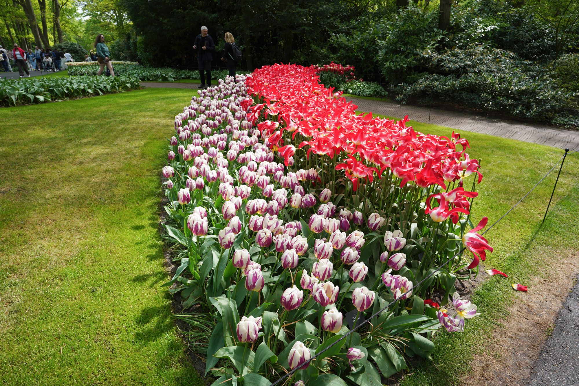 Tulip Garden I (91)