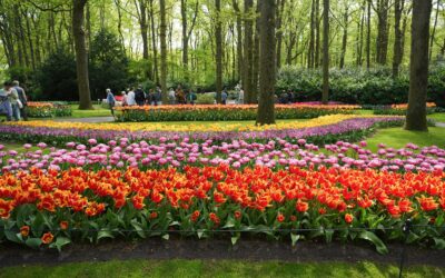 Keukenhof – the Tulip Garden, Part 1, Lisse, Netherlands