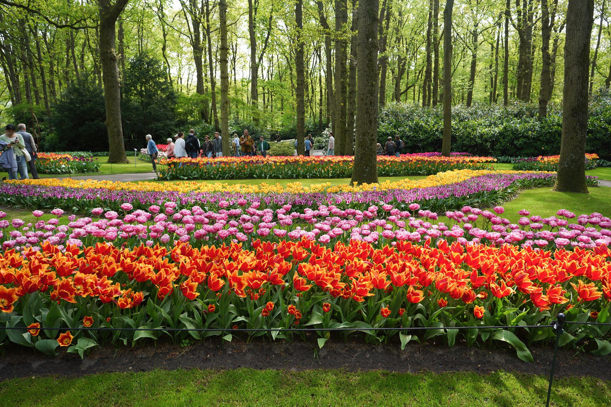 Keukenhof – the Tulip Garden, Part 1, Lisse, Netherlands