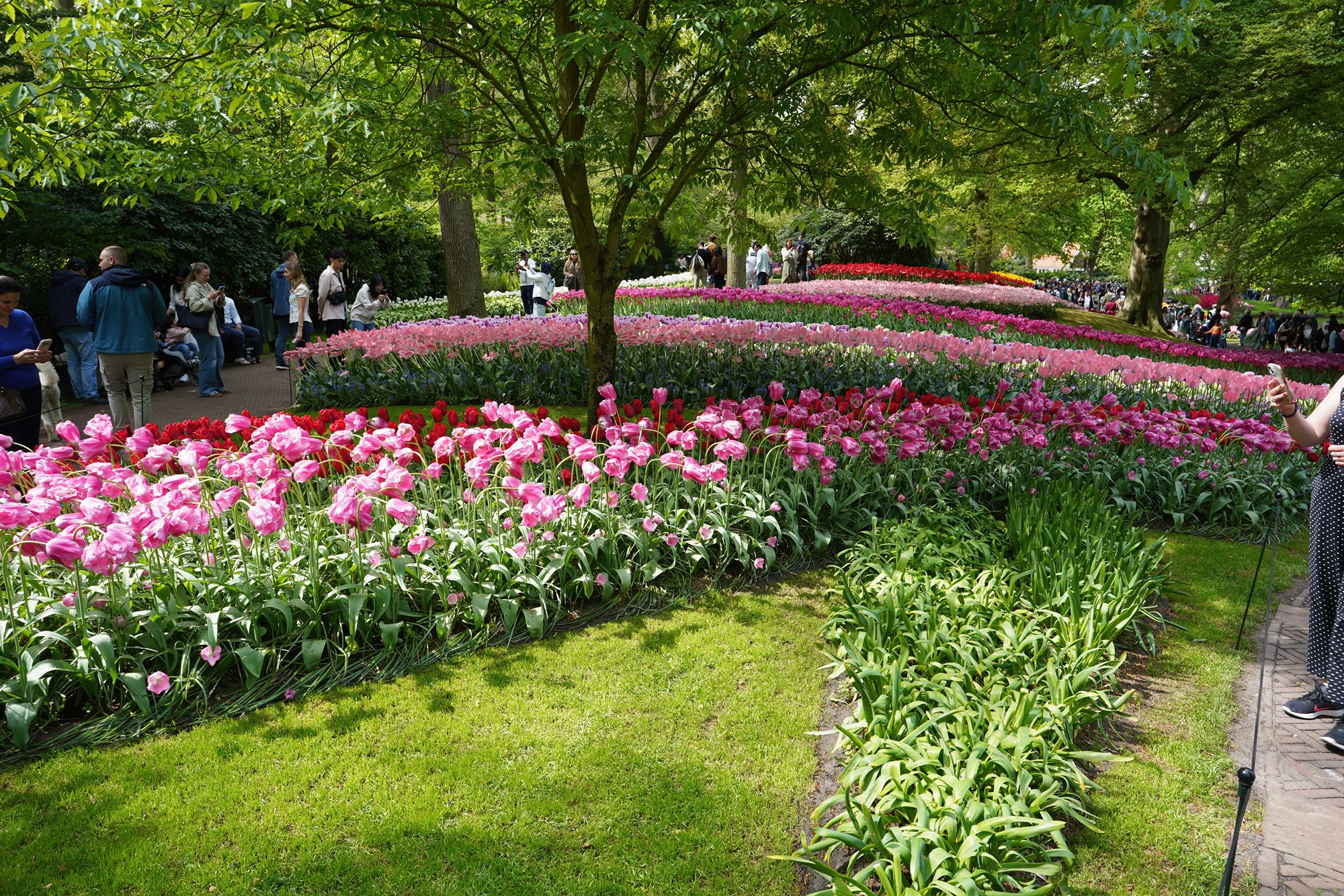 Tulip Garden I (95)