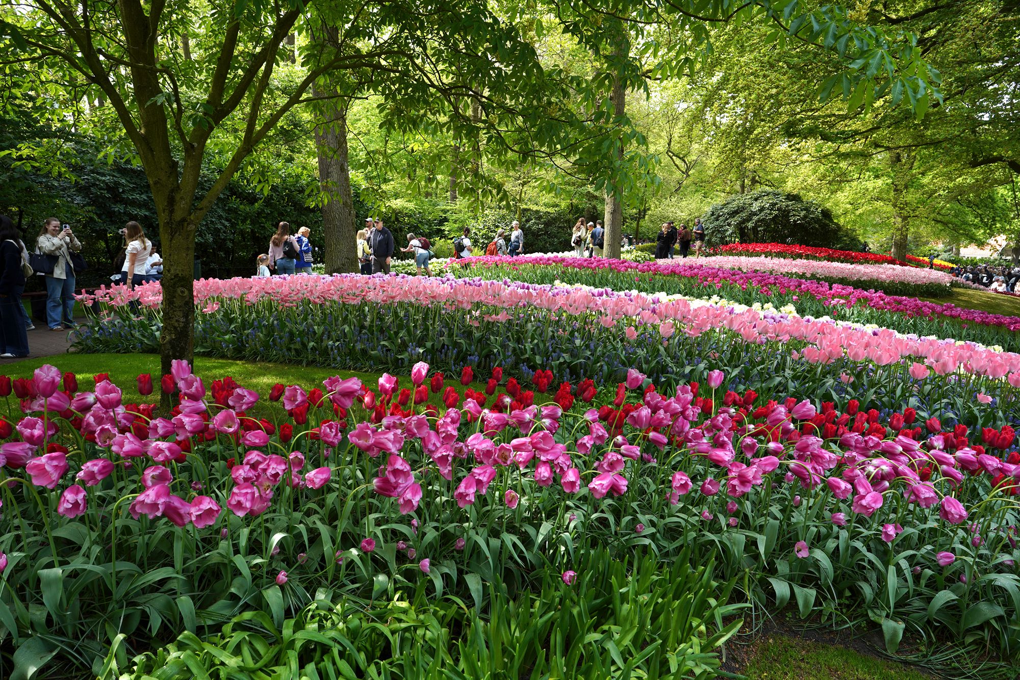 Tulip Garden I (96)