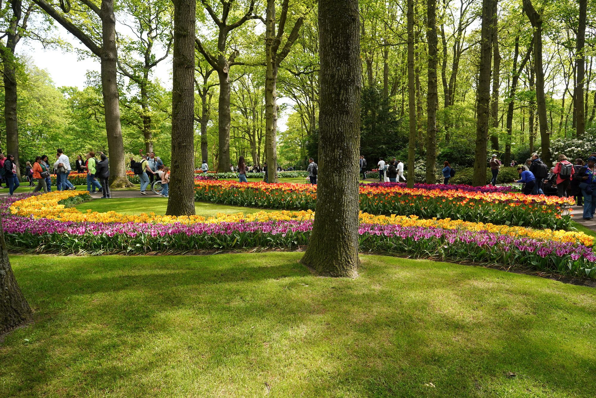 Tulip Garden I (97)