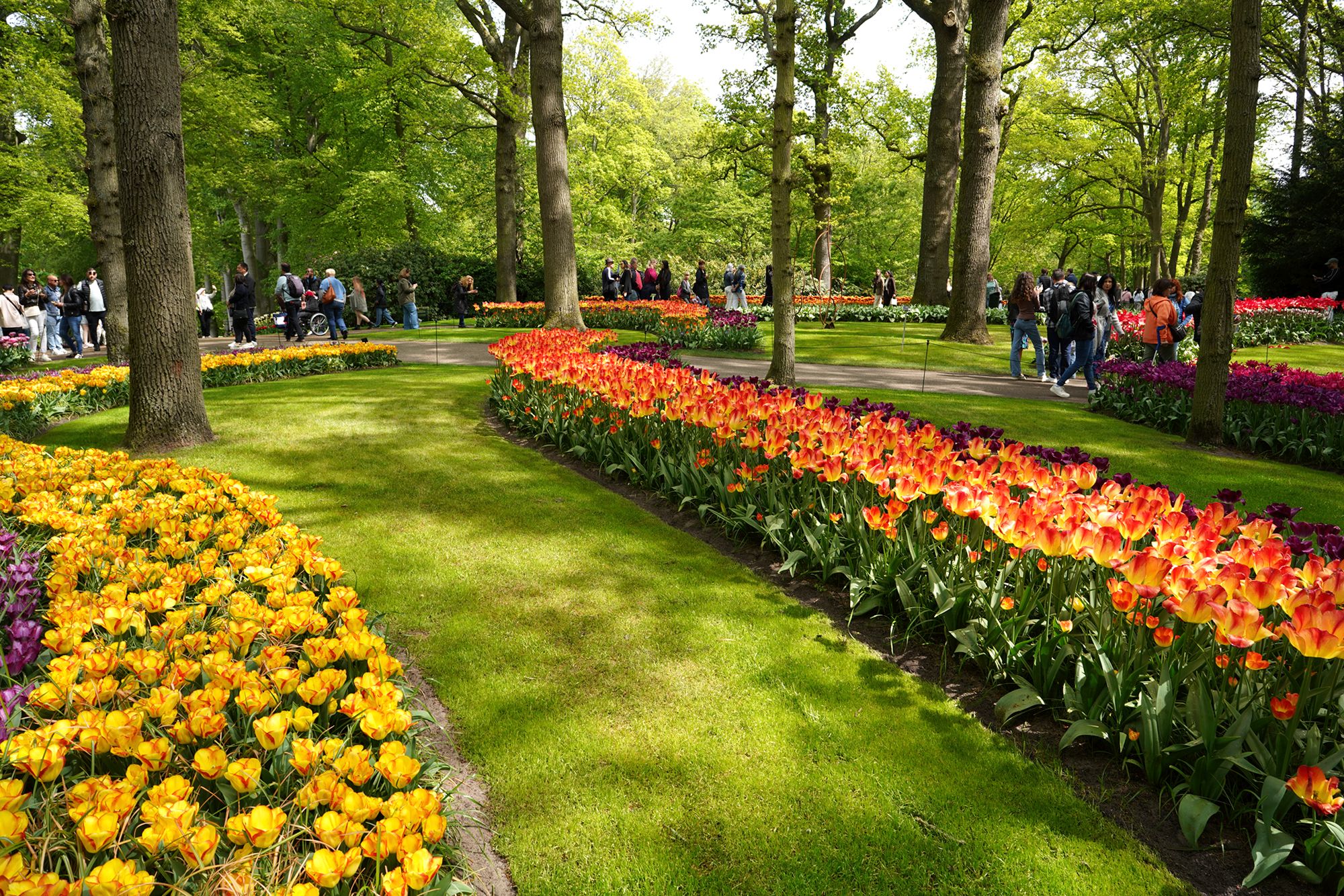 Tulip Garden I (98)