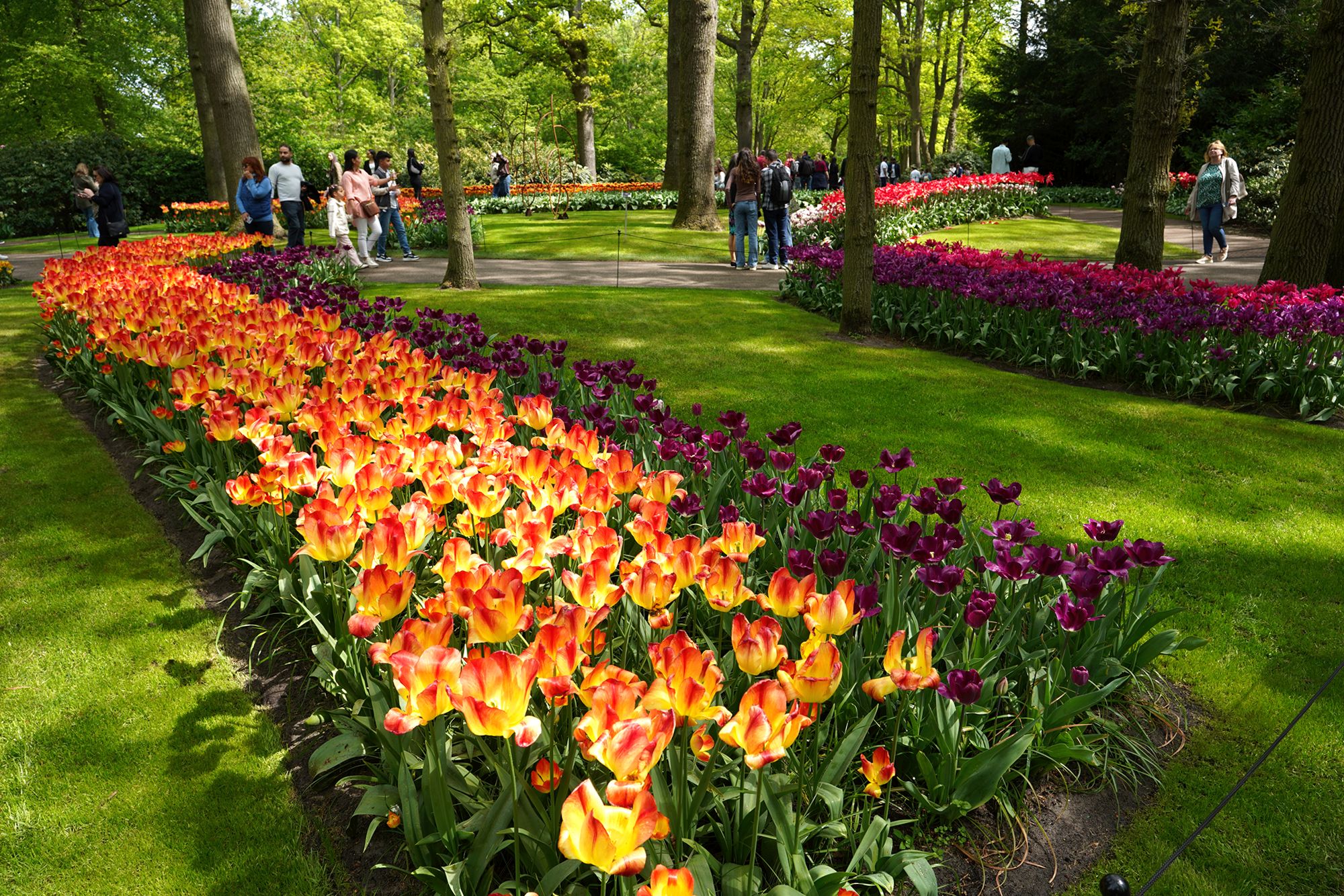 Tulip Garden I (99)