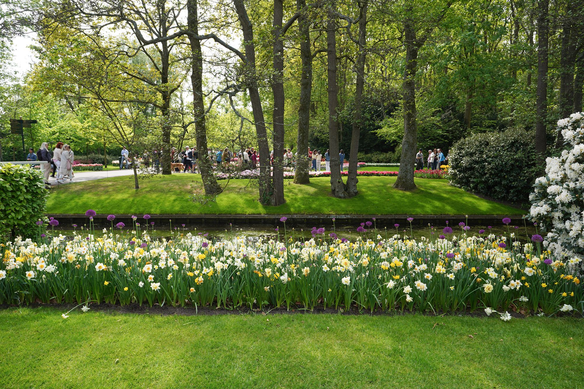 Tulip Garden II (10)