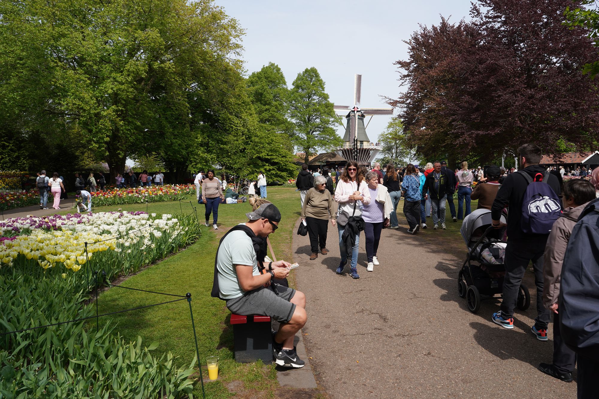 Tulip Garden II (102)