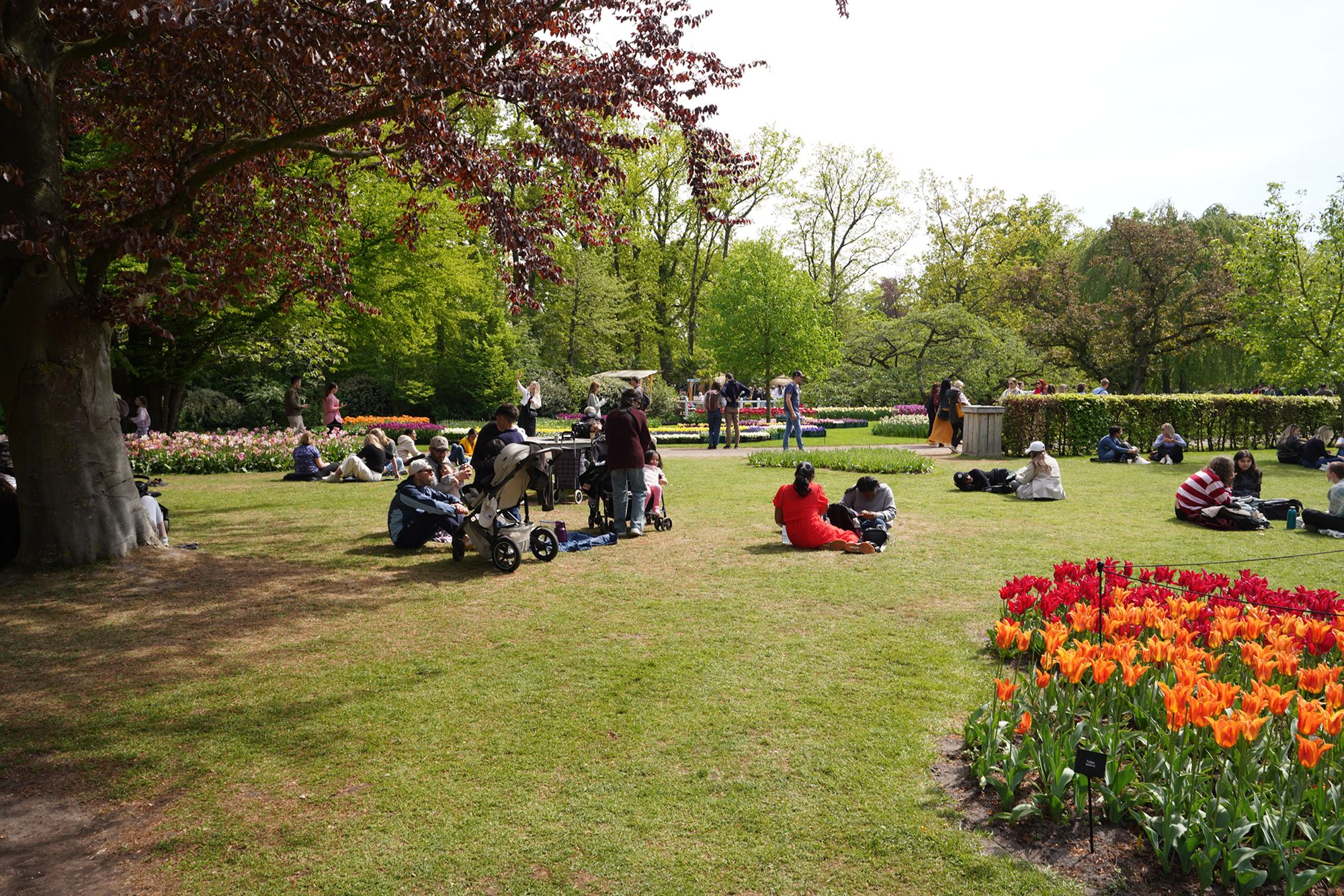 Tulip Garden II (103)