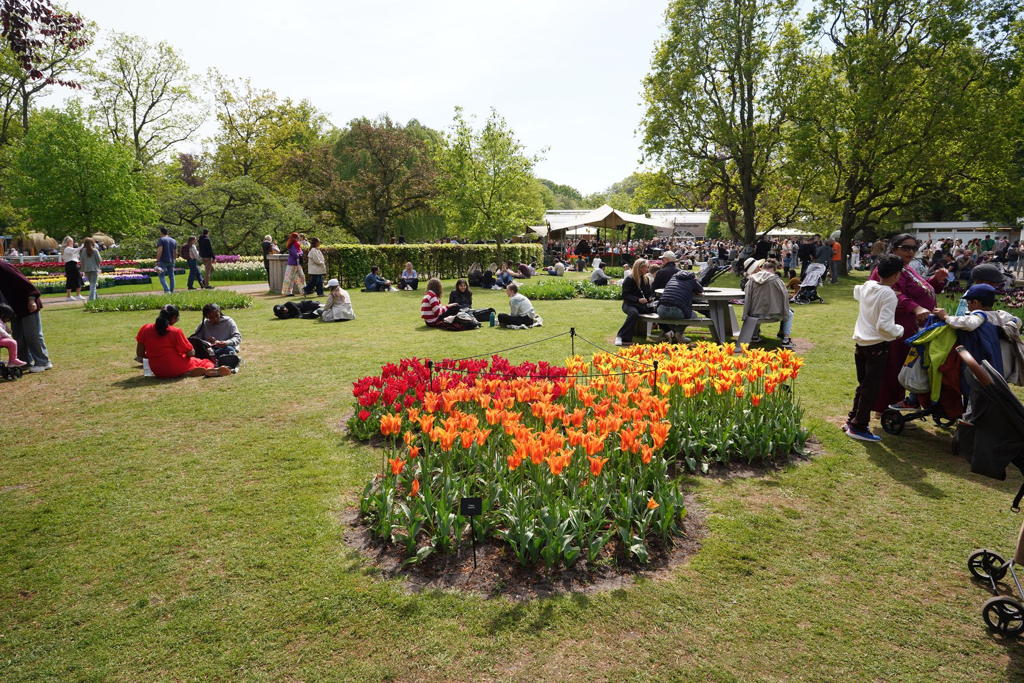 Tulip Garden II (104)