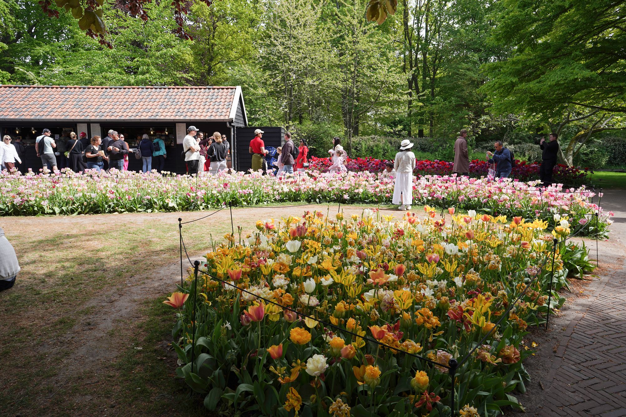Tulip Garden II (105)