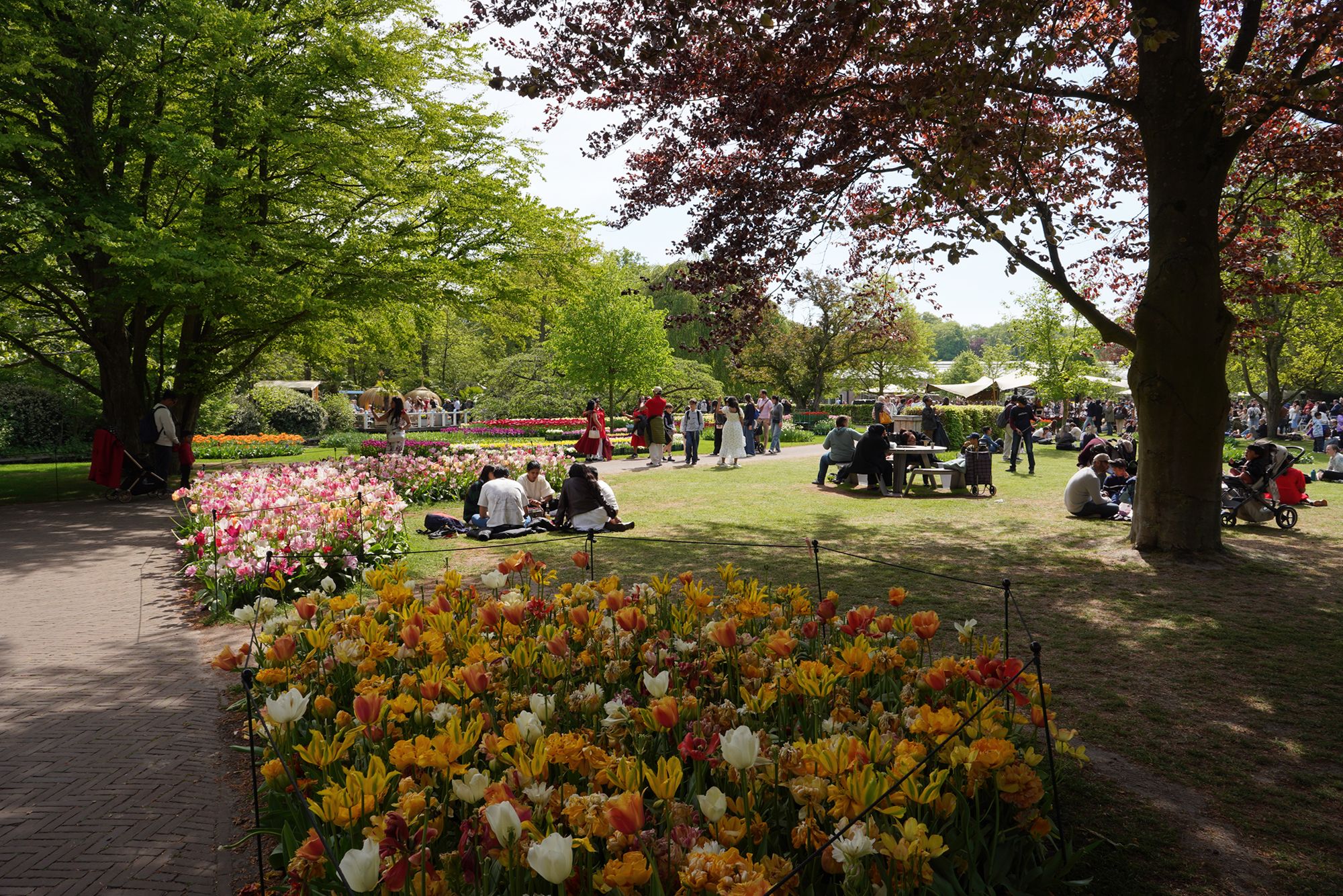 Tulip Garden II (106)