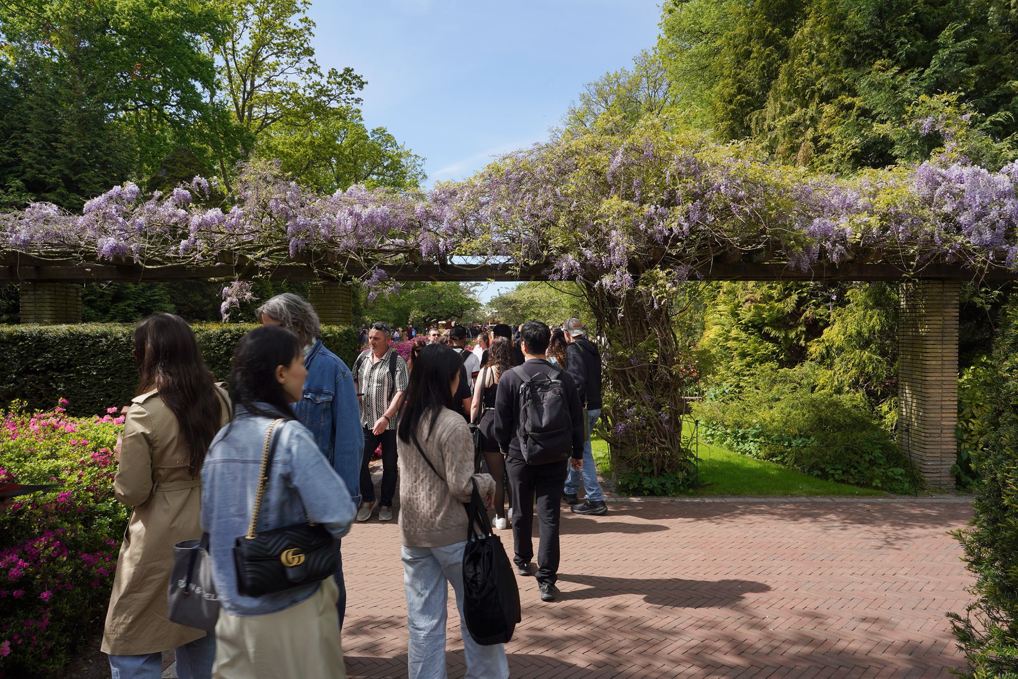 Tulip Garden II (108)