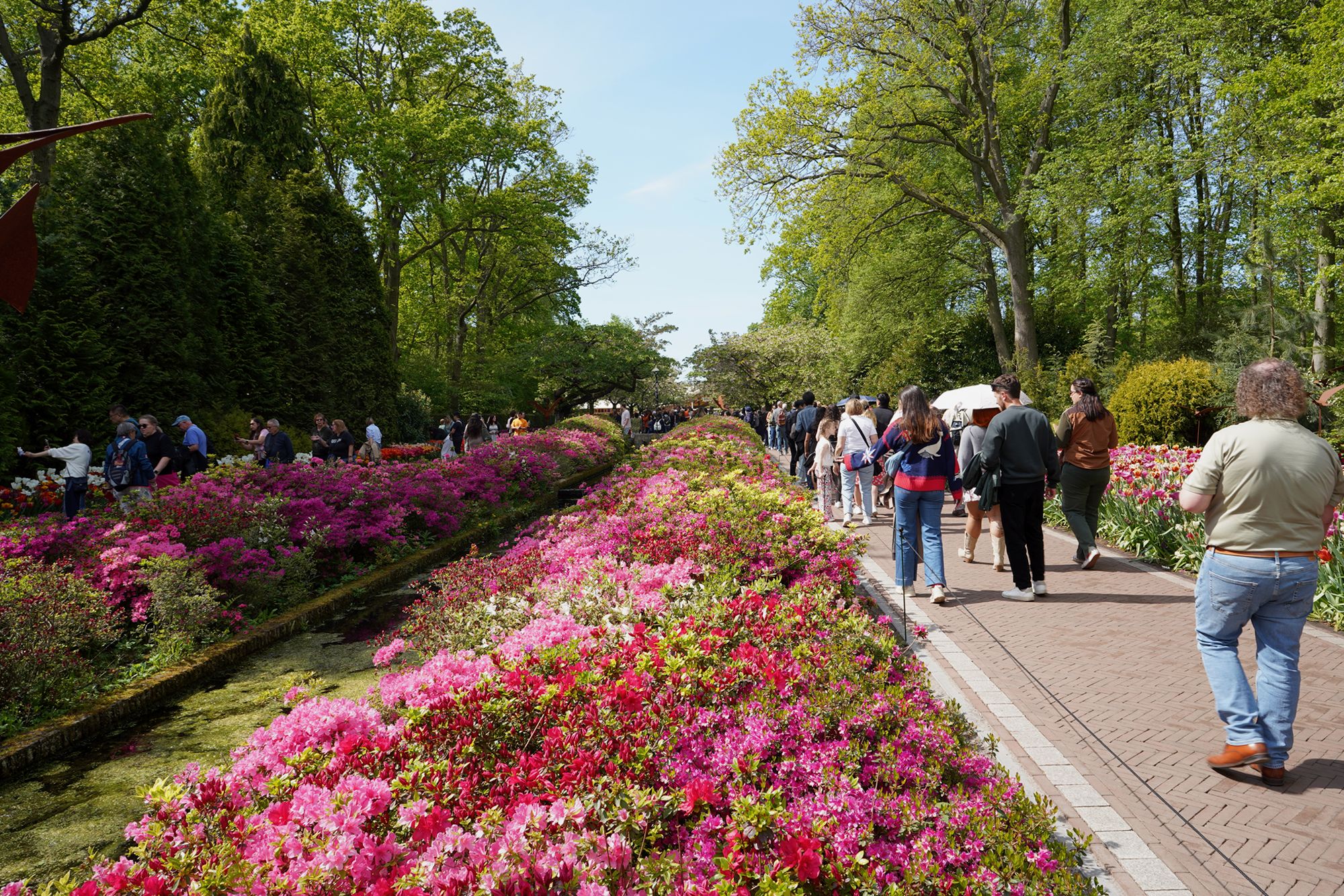 Tulip Garden II (109)