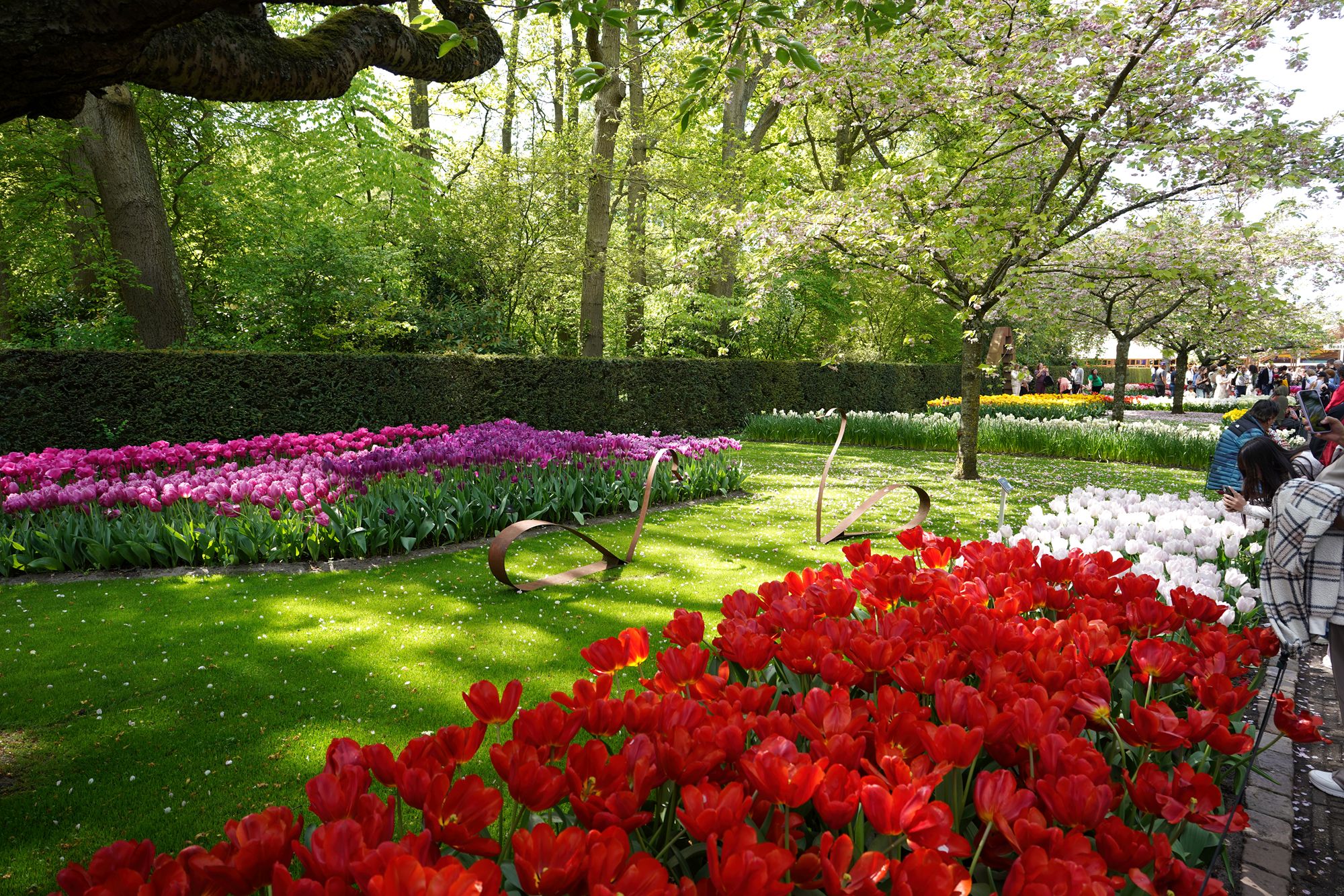 Tulip Garden II (111)