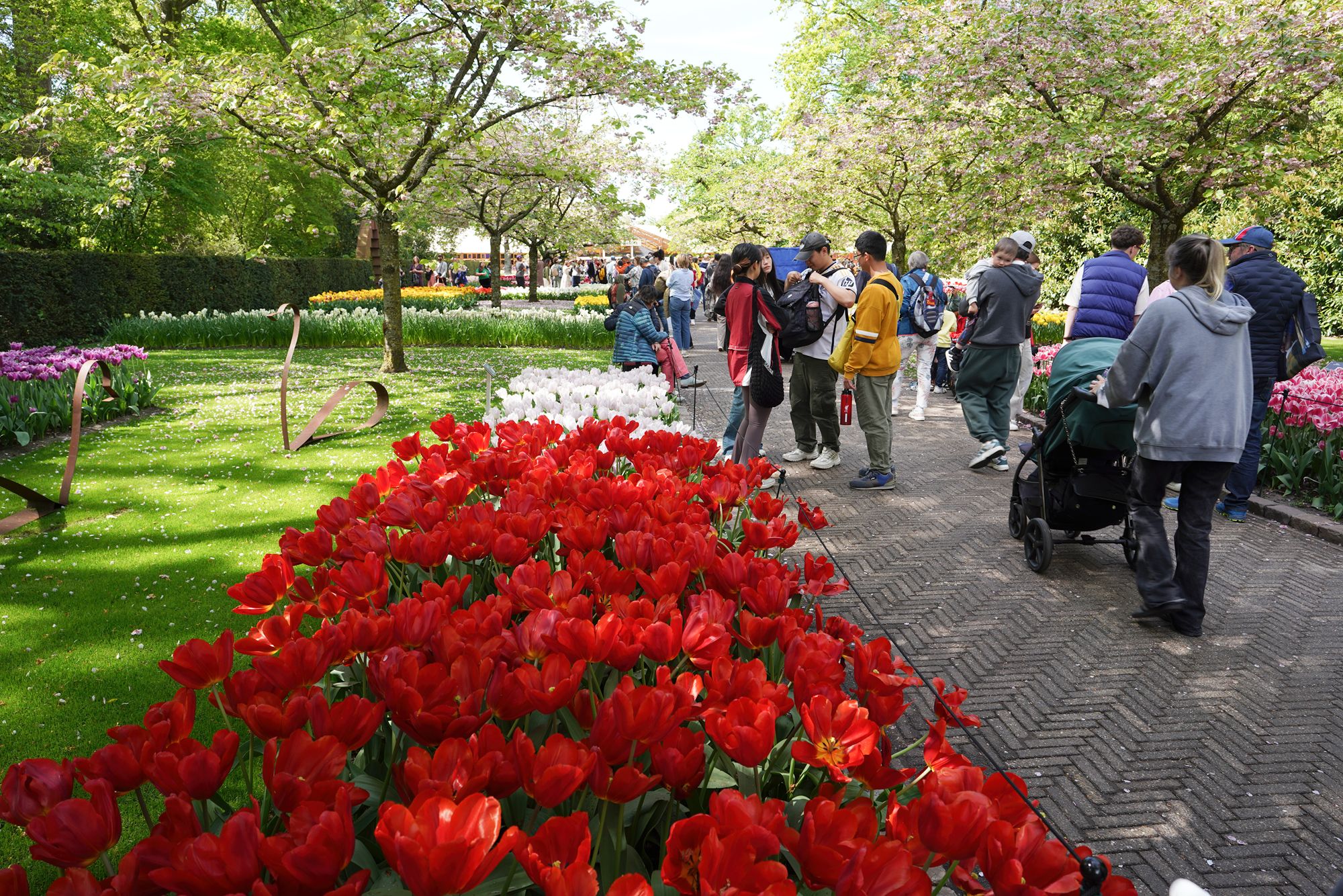 Tulip Garden II (112)