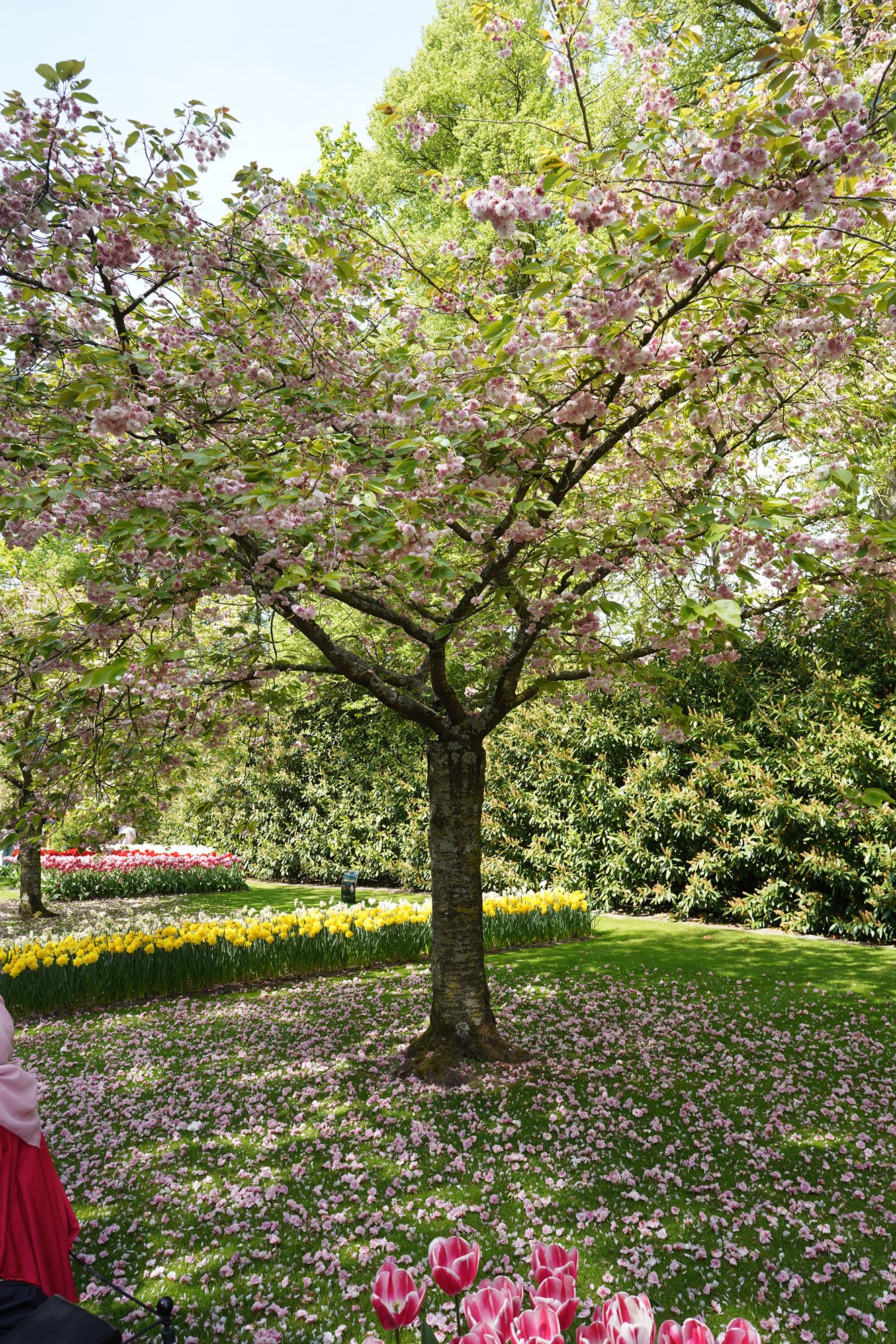 Tulip Garden II (113)