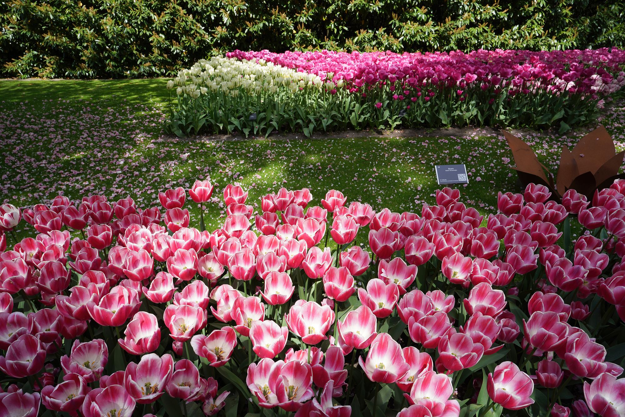 Tulip Garden II (114)
