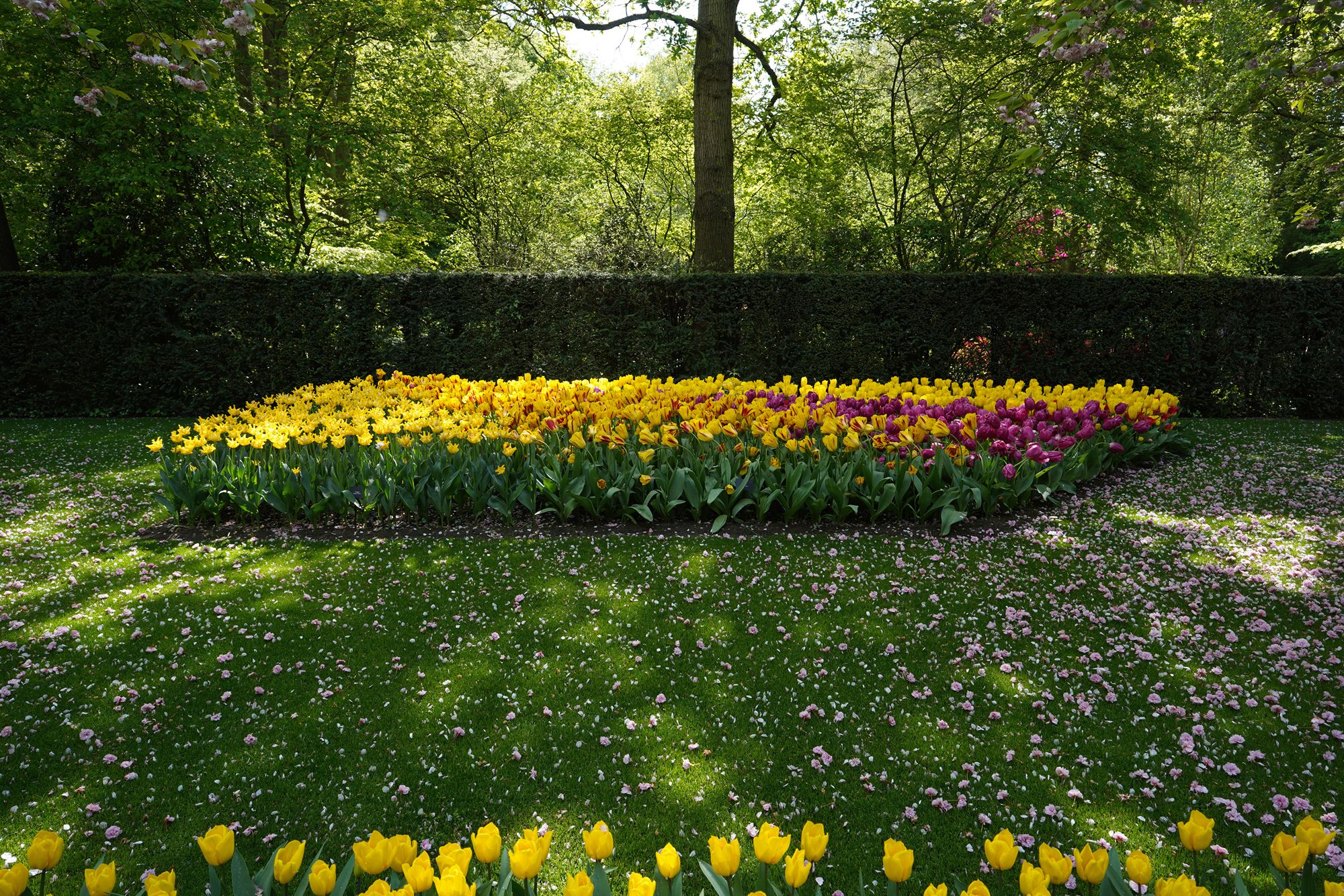 Tulip Garden II (115)