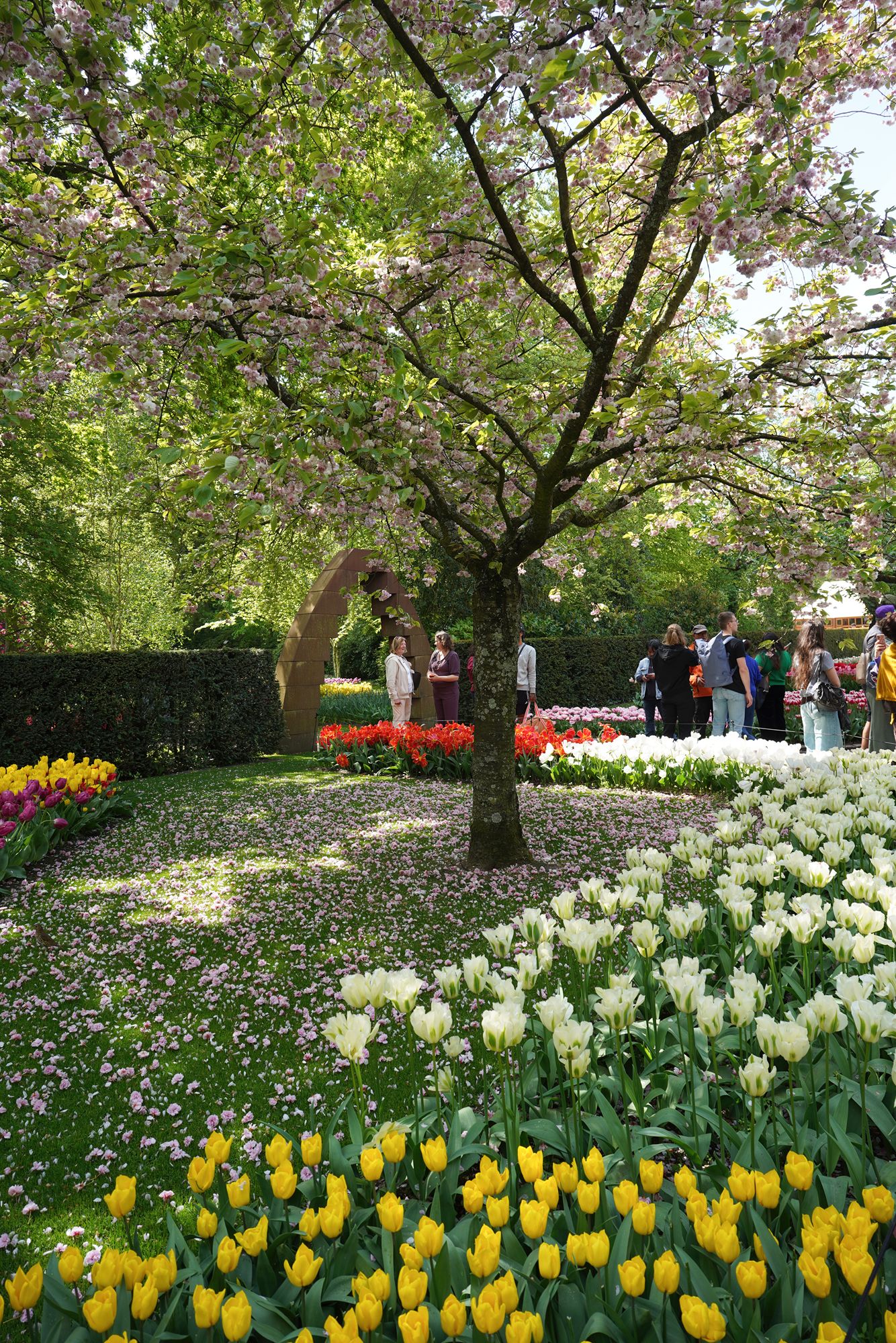 Tulip Garden II (116)