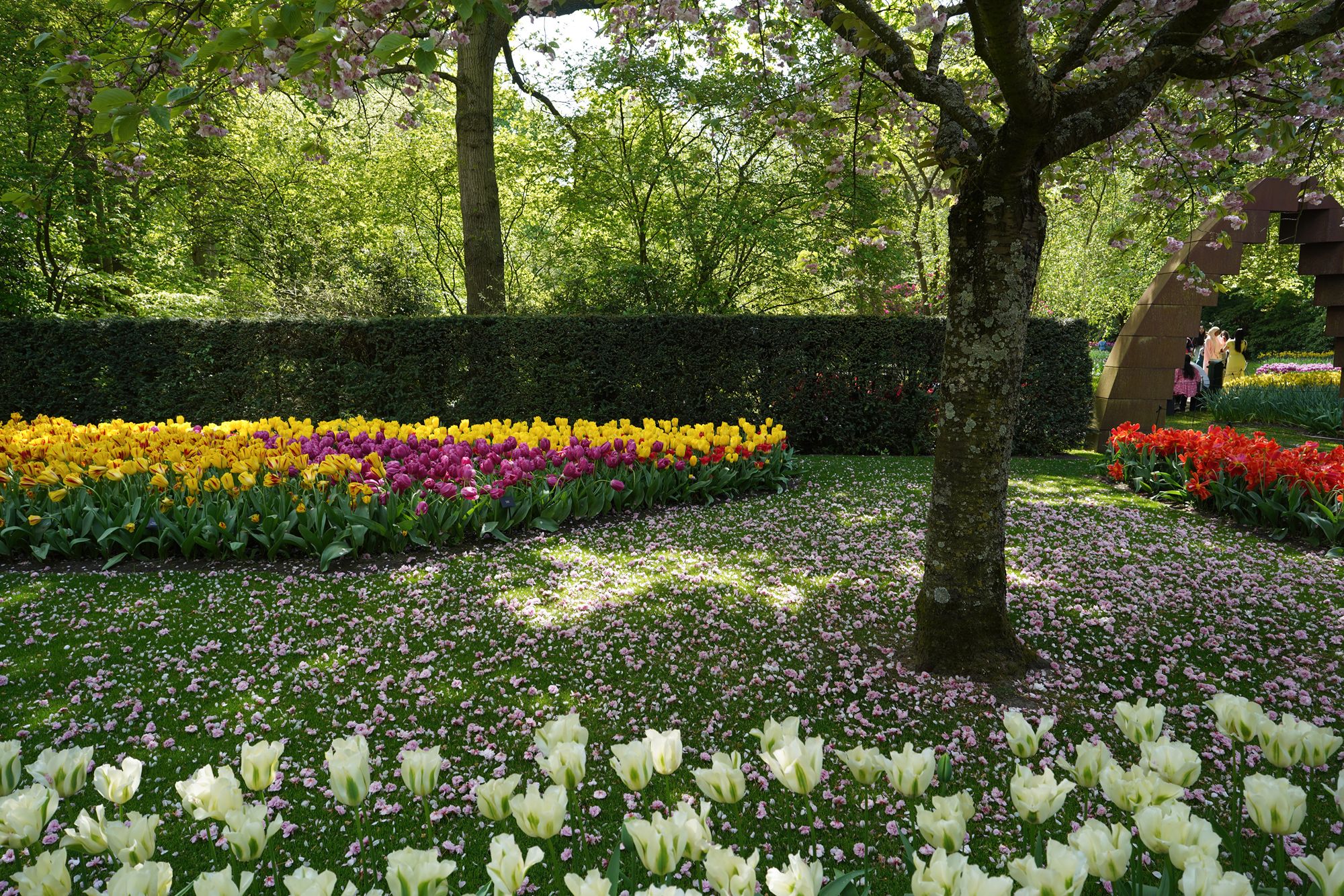 Tulip Garden II (117)