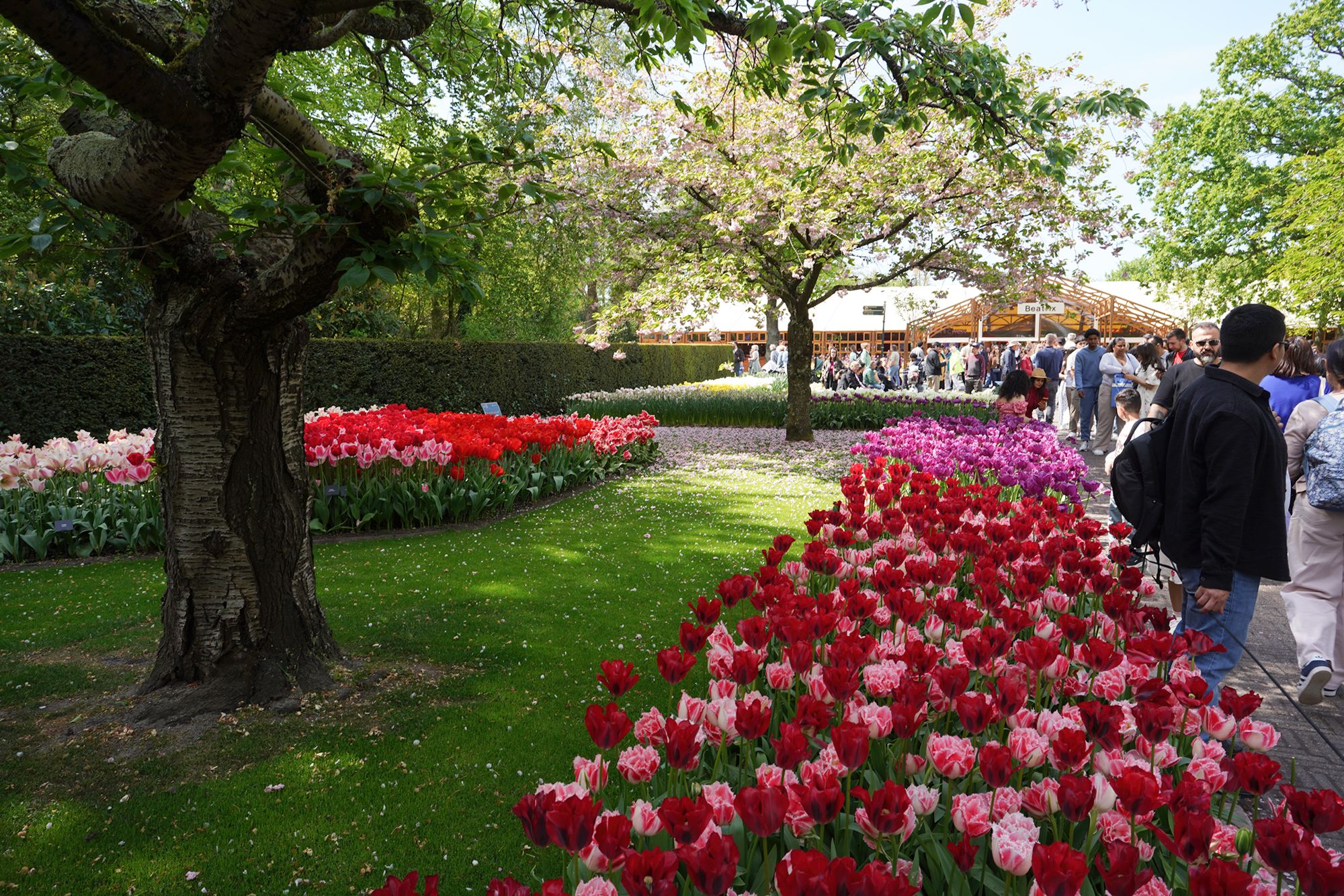 Tulip Garden II (118)