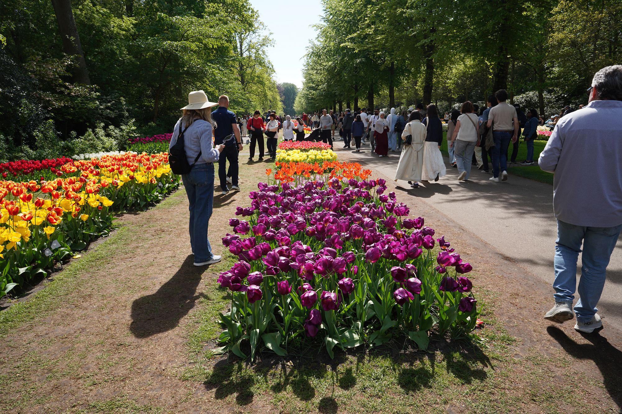 Tulip Garden II (123)