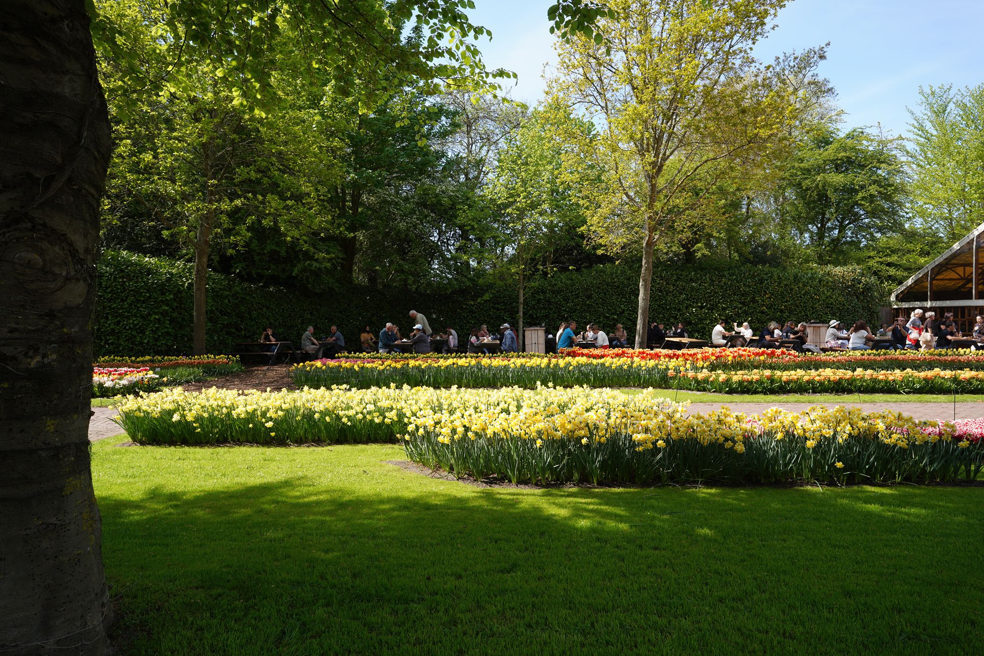 Tulip Garden II (124)