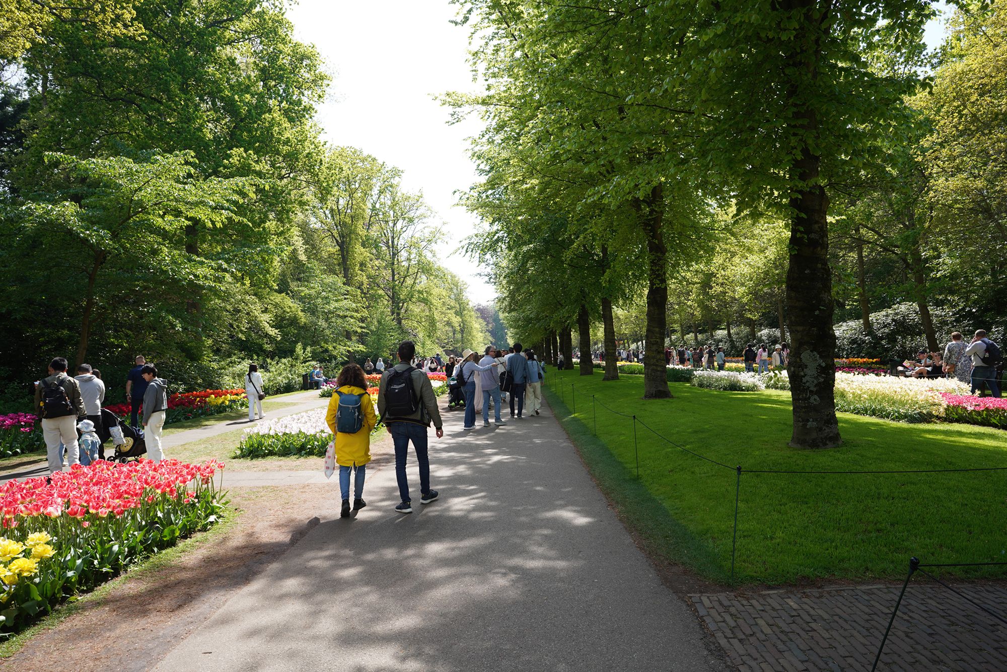 Tulip Garden II (125)