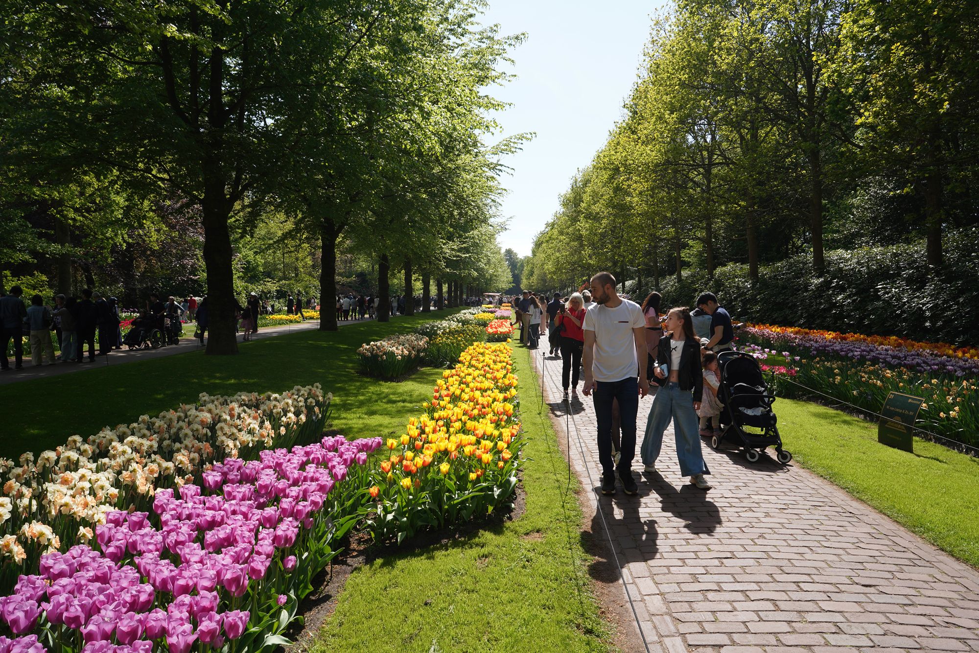 Tulip Garden II (126)
